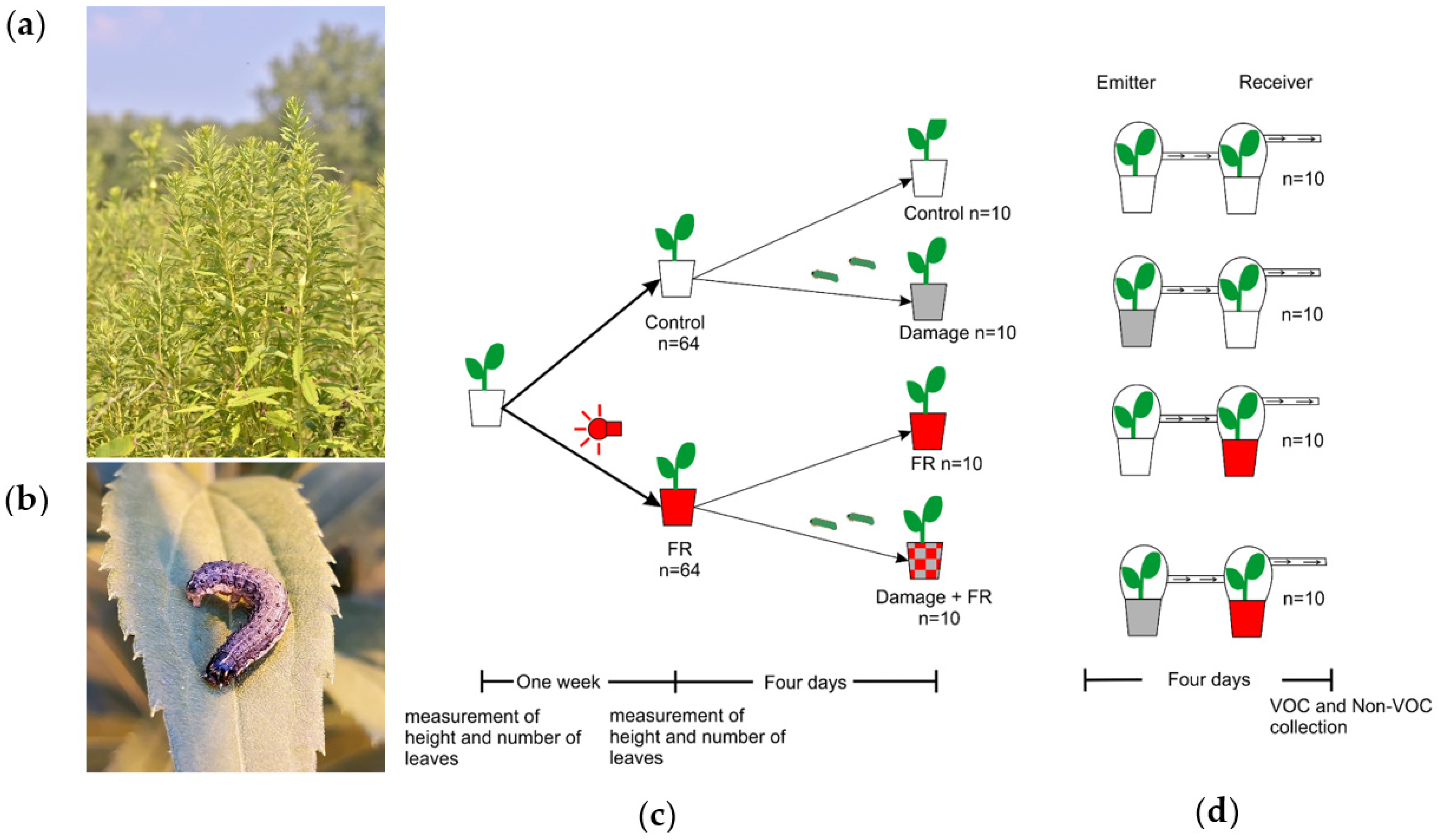 Plants 11 02768 g001