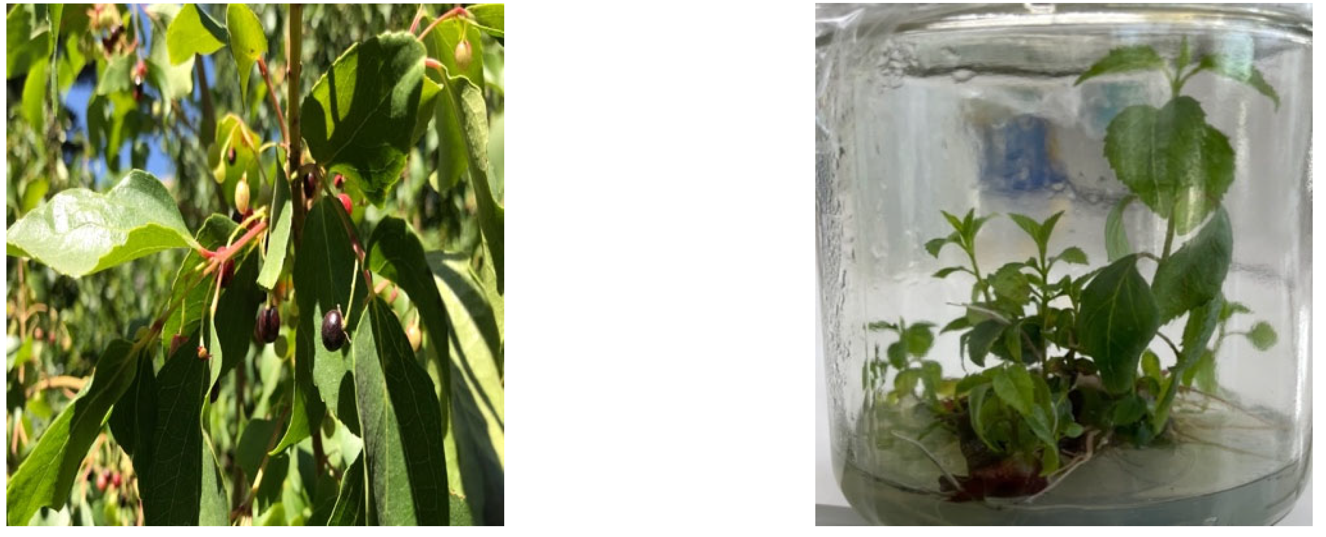 Plants 11 02772 g001