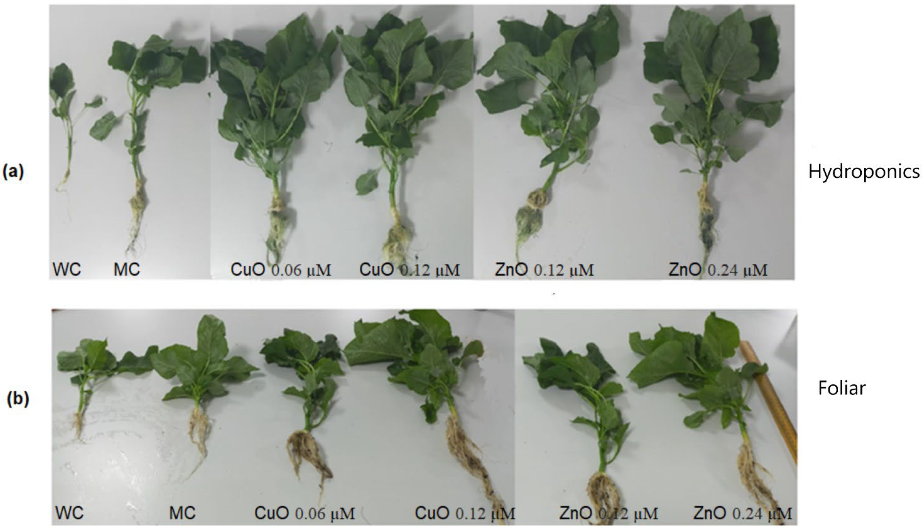 Plants 11 02776 g007 Plants 11 02776 g007