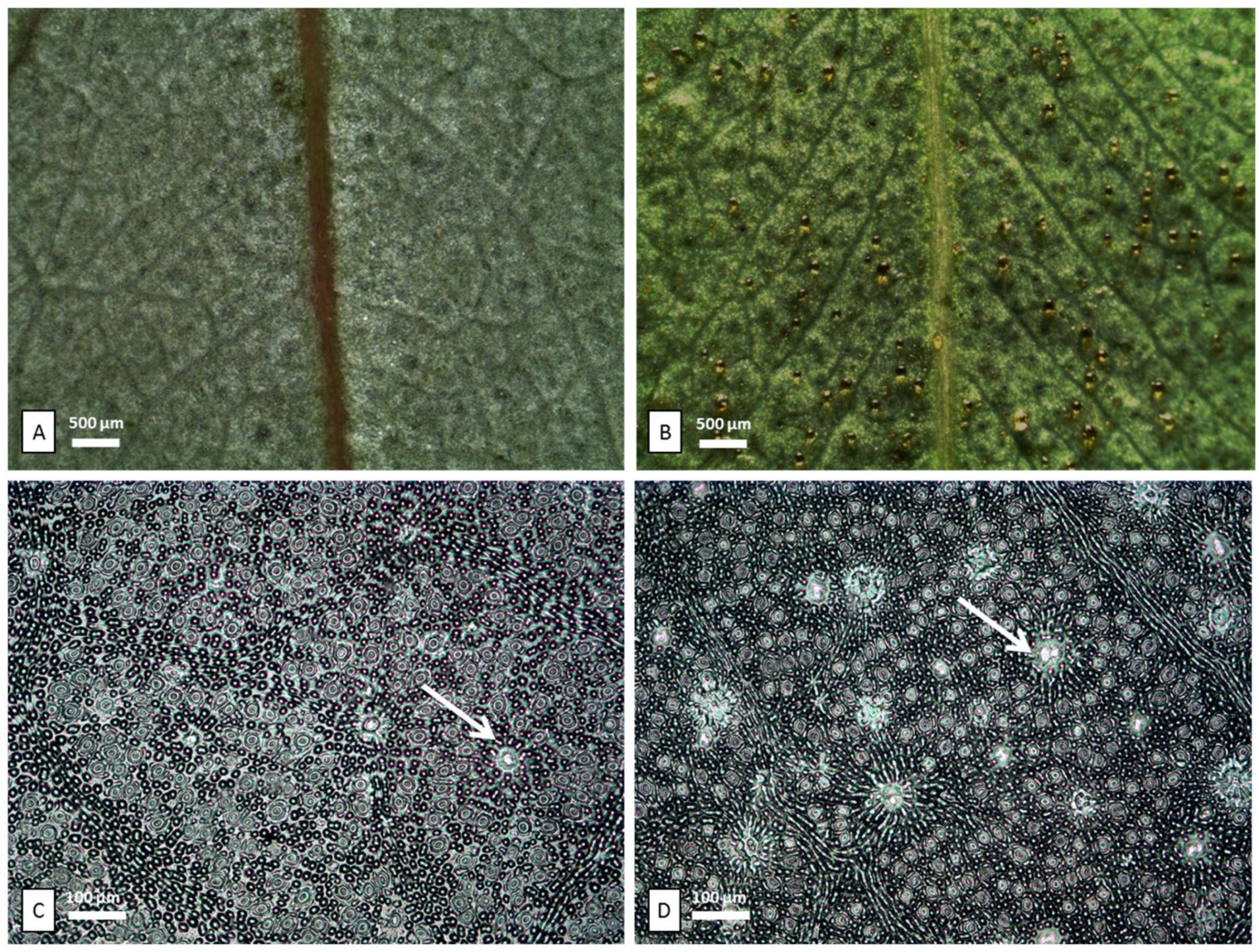 Plants 11 02777 g001
