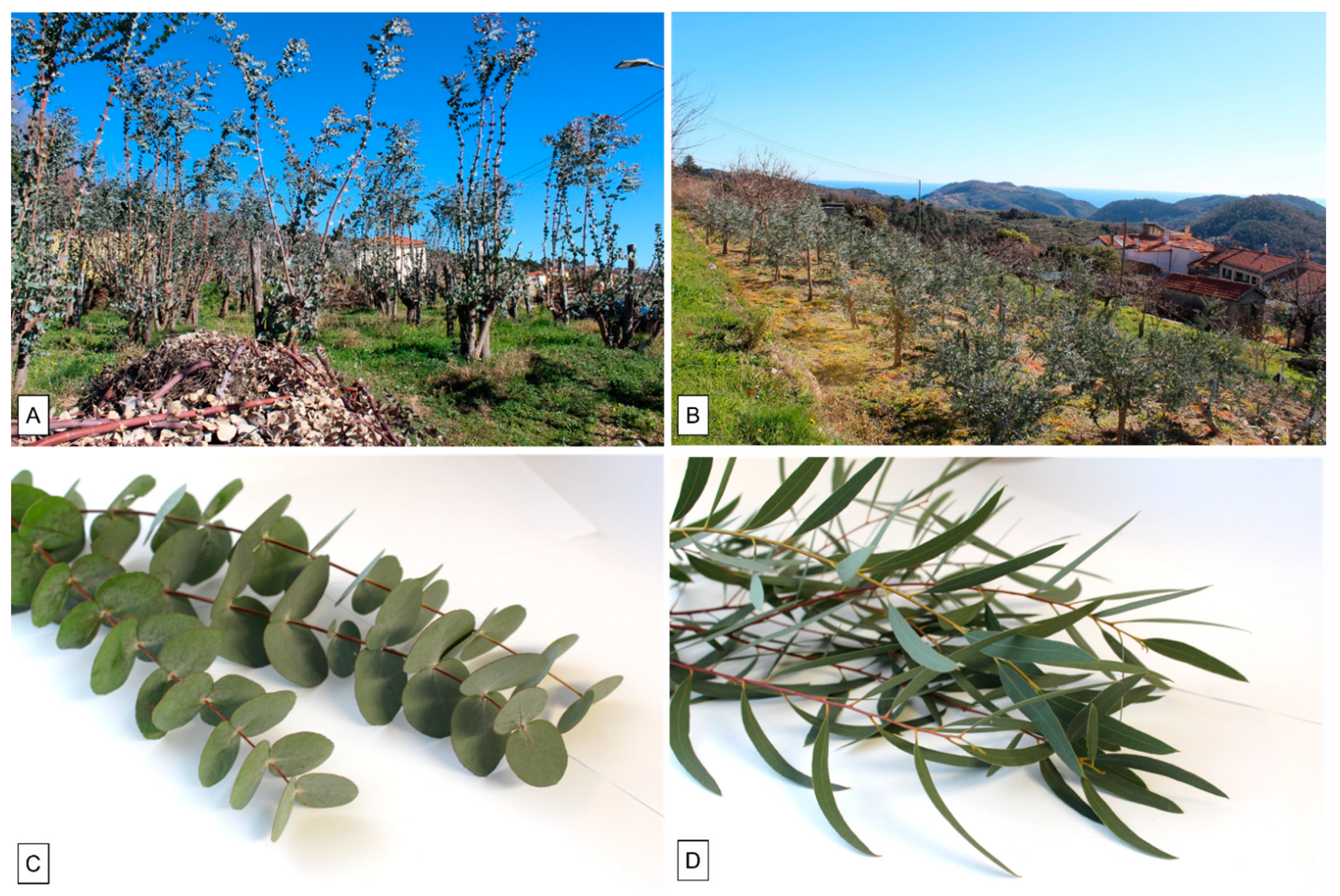 Plants 11 02777 g006