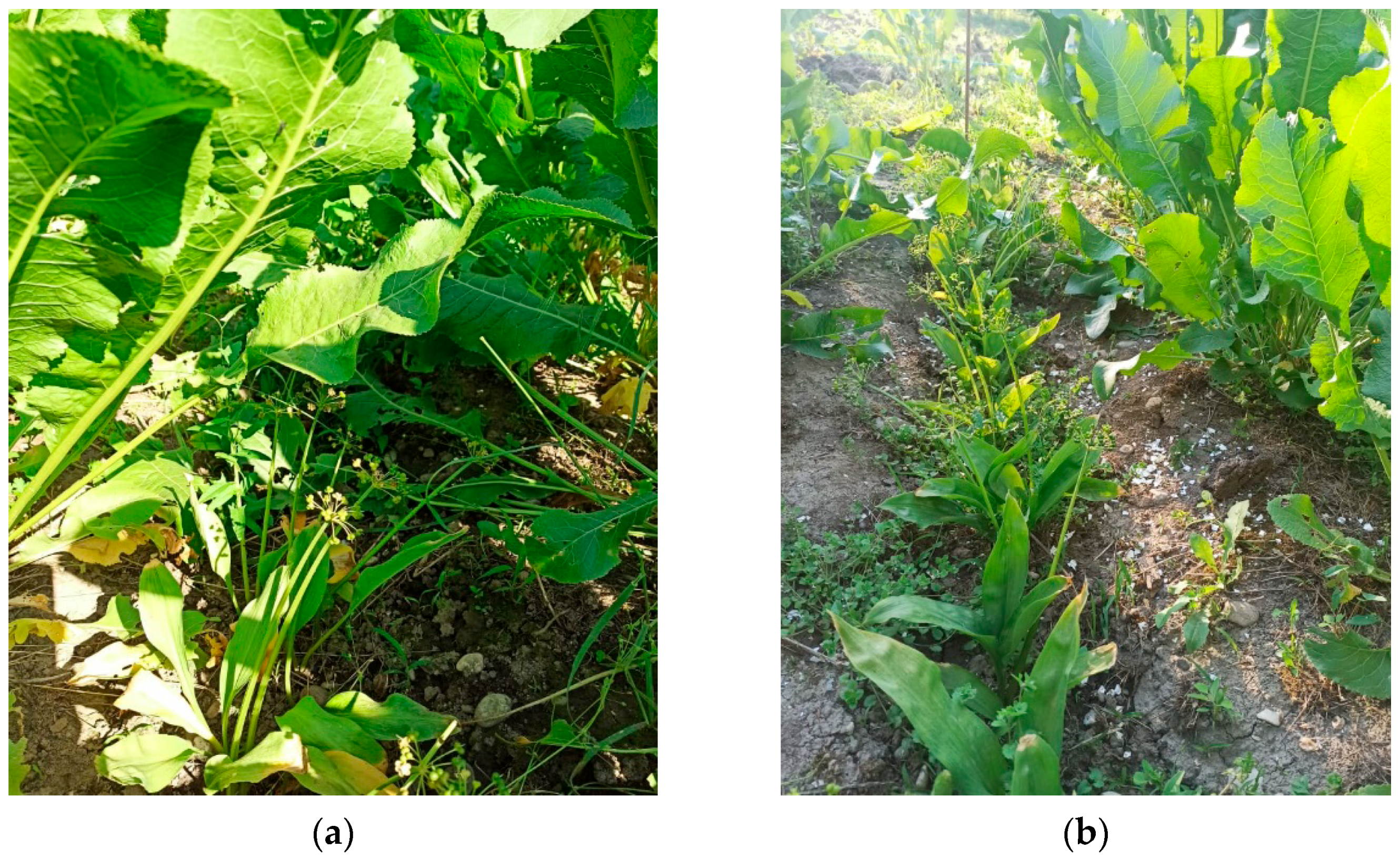 Plants 11 02778 g001 Plants 11 02778 g001