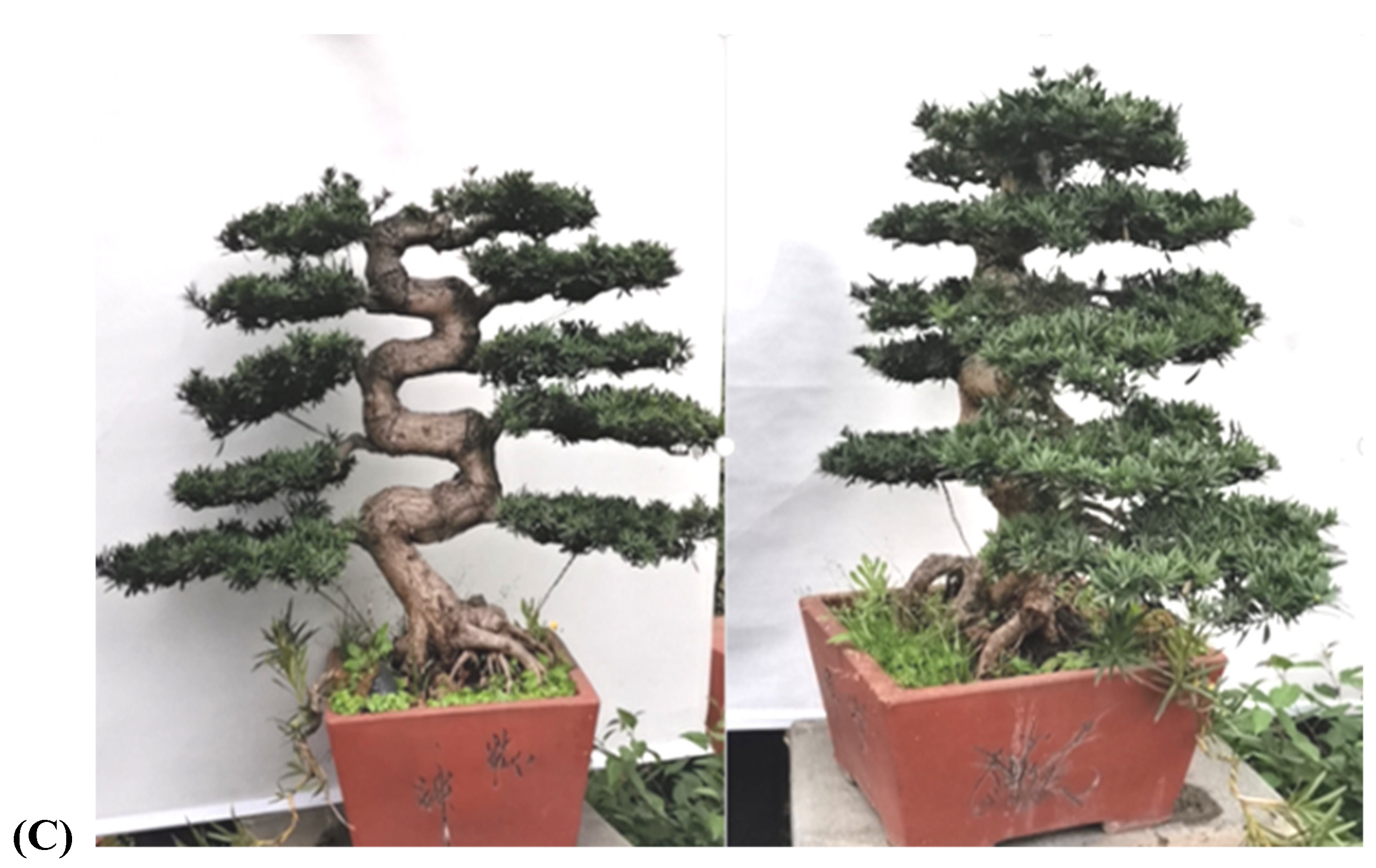 Plants 11 02784 g003b