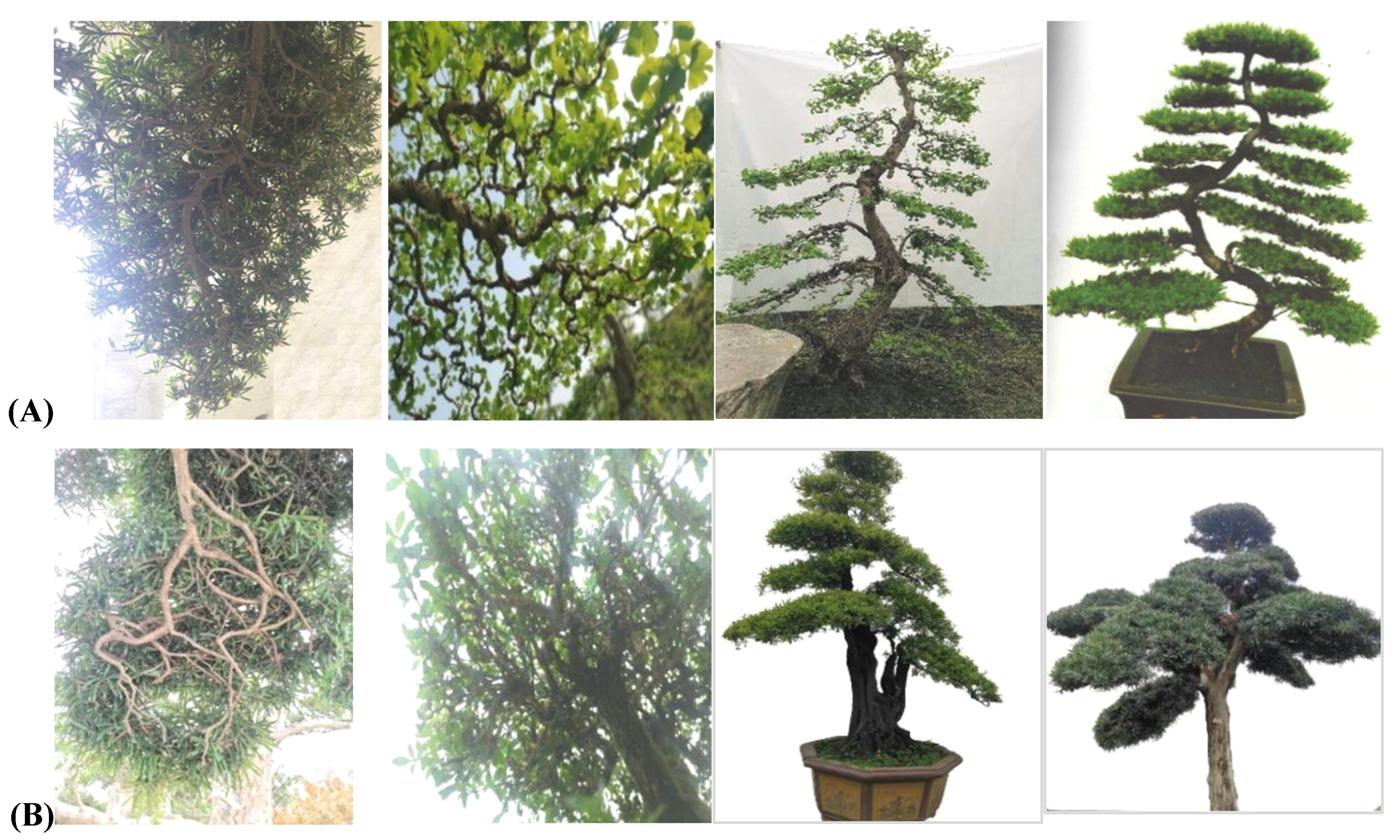 Plants 11 02784 g004