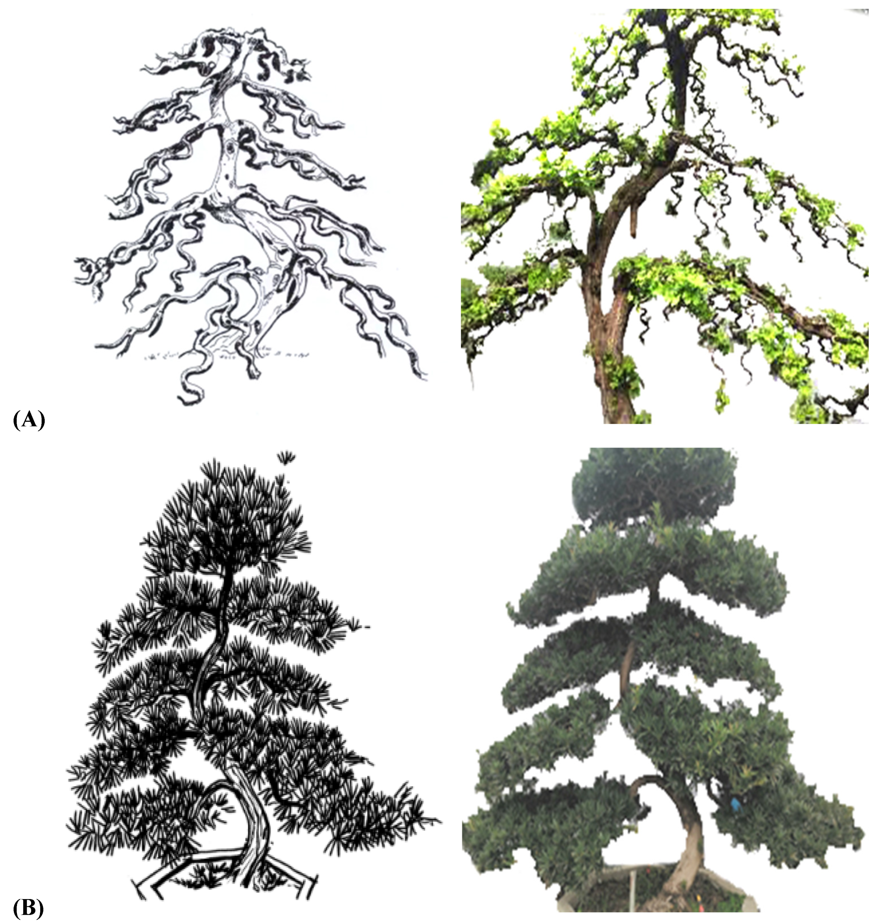 Plants 11 02784 g005
