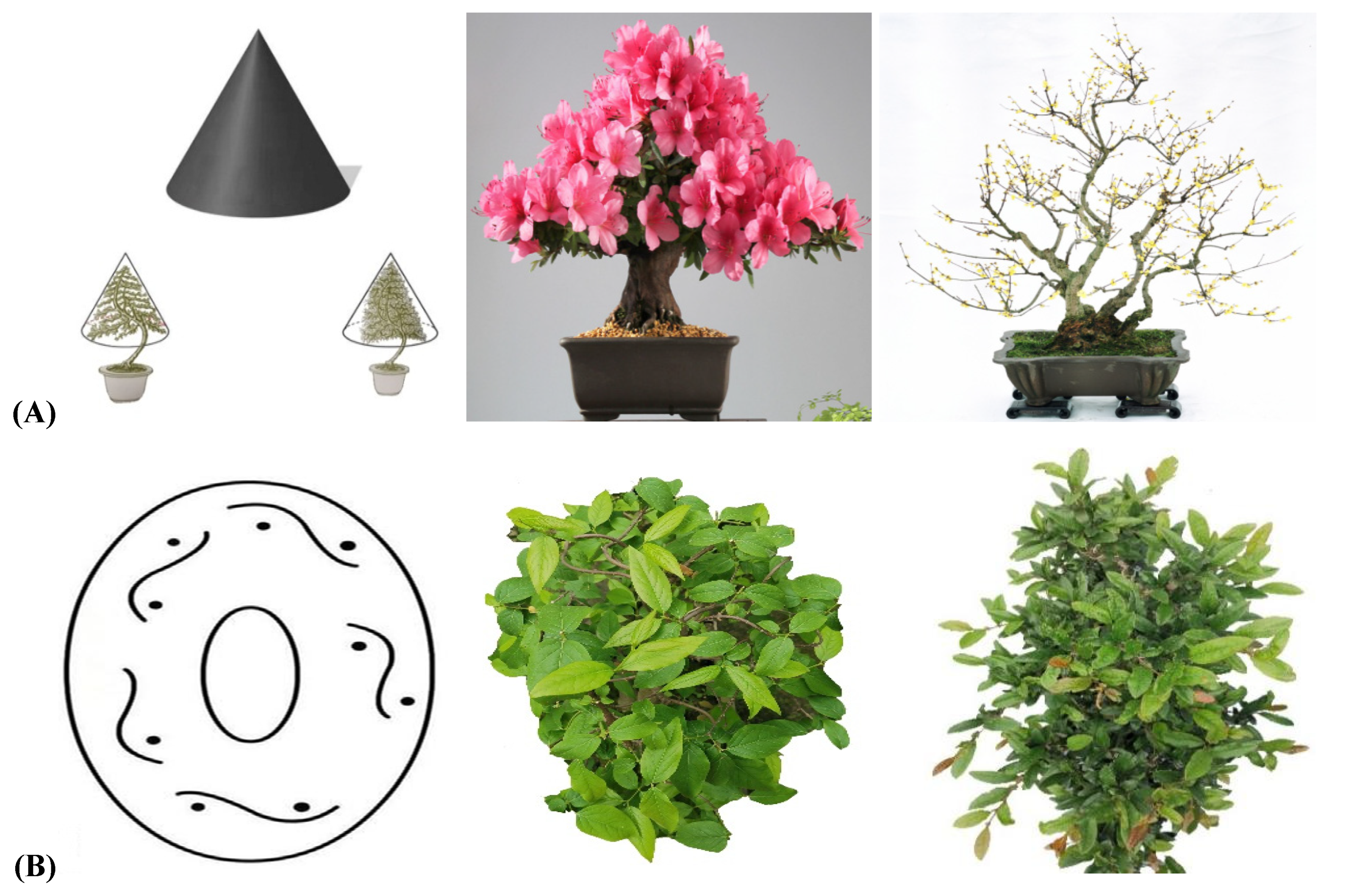 Plants 11 02784 g008
