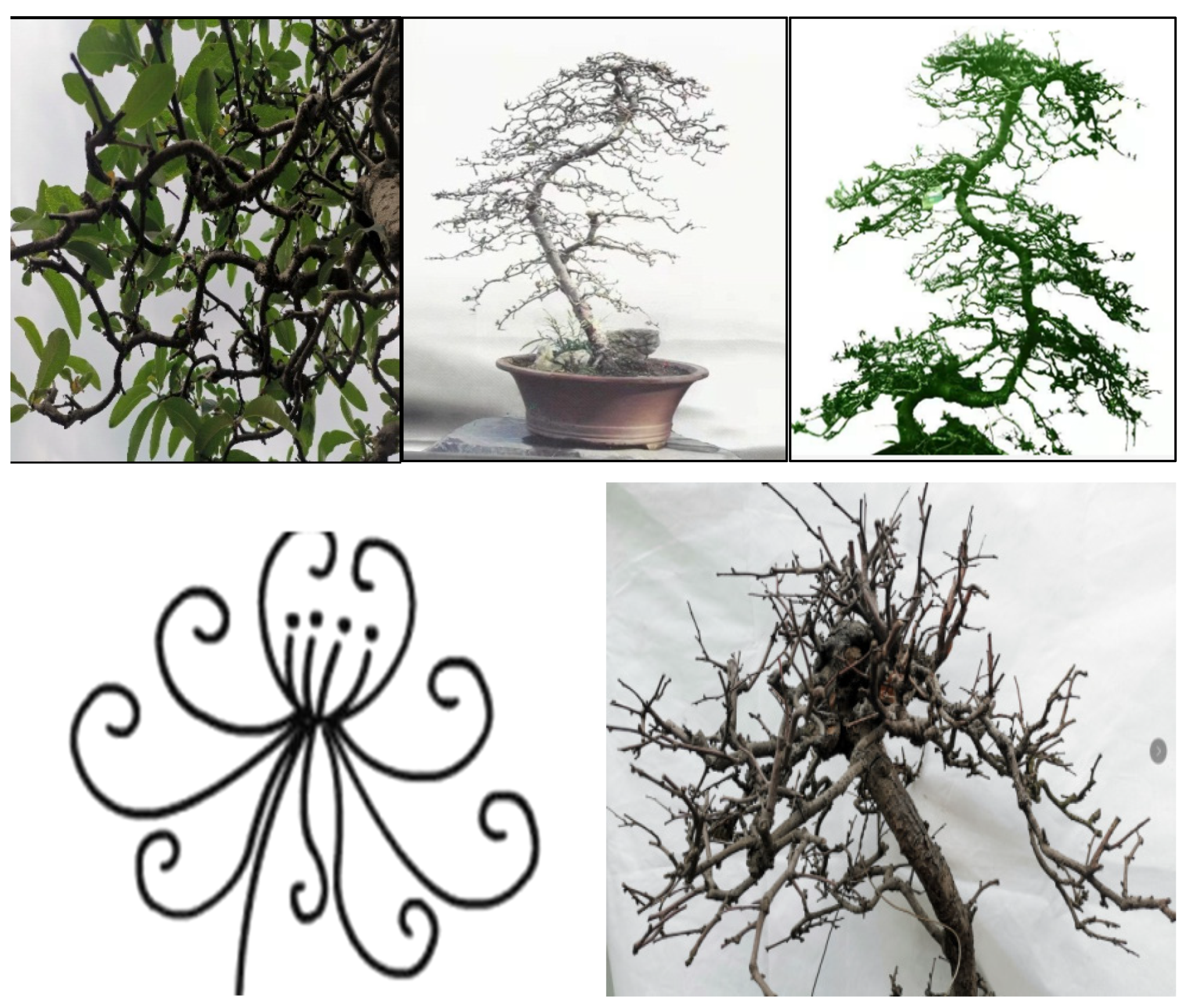 Plants 11 02784 g010