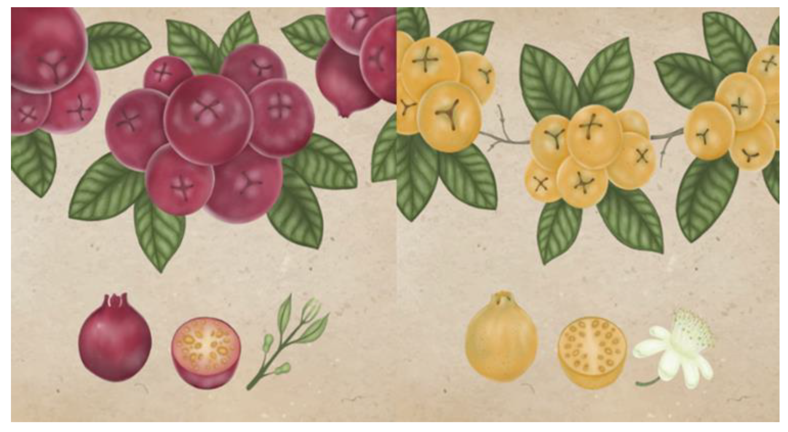 Plants 11 02796 g001