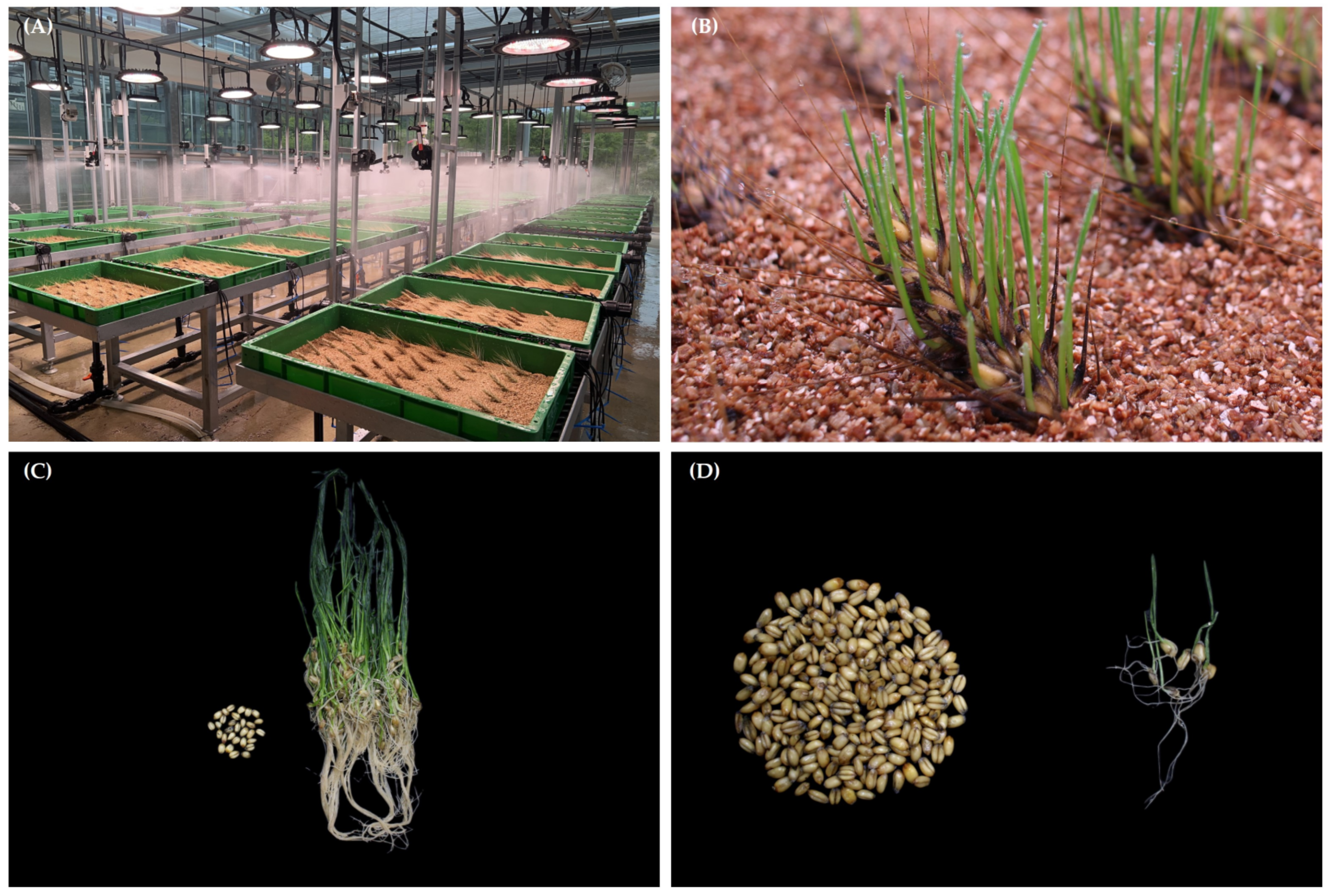 Plants 11 02807 g001