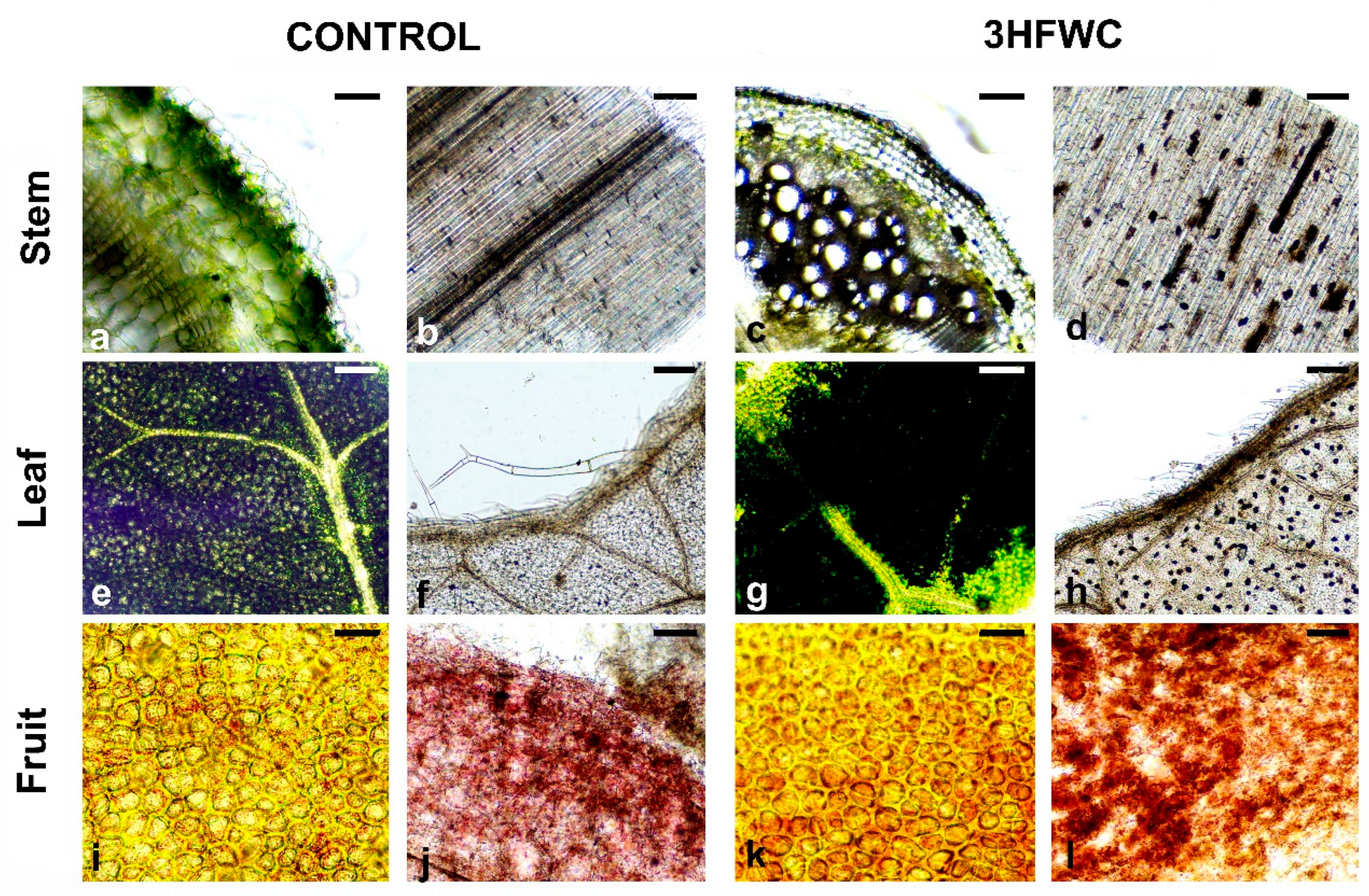 Plants 11 02810 g007