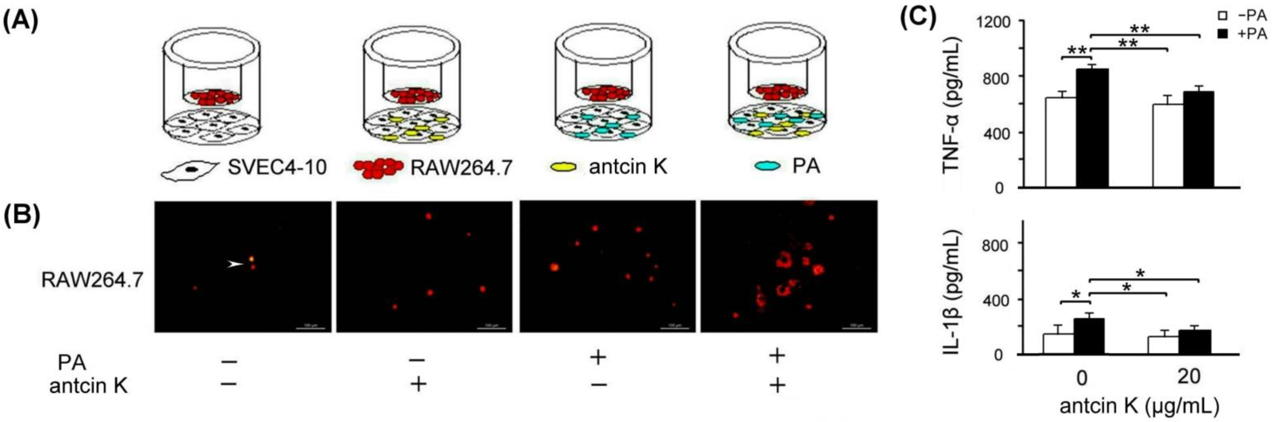 Plants 11 02812 g007 Plants 11 02812 g007