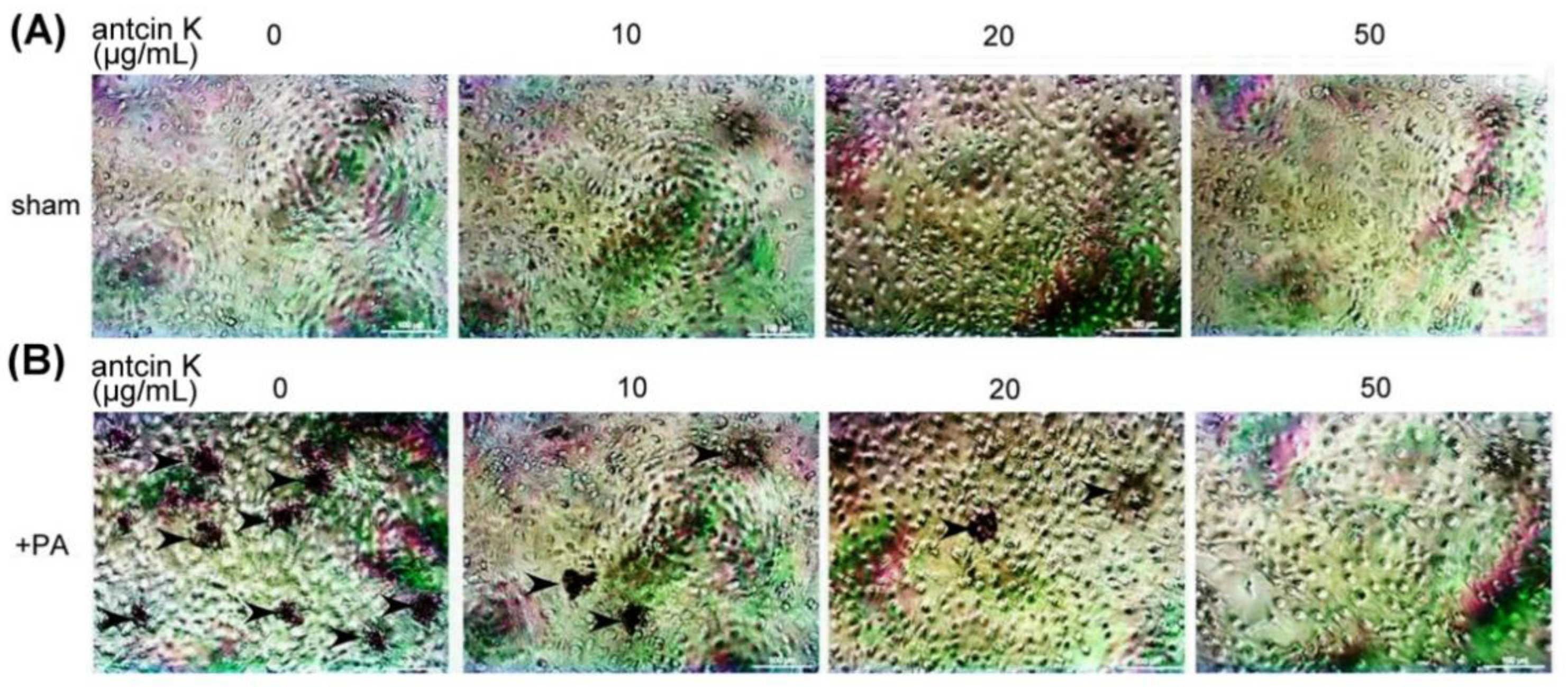 Plants 11 02812 g008 Plants 11 02812 g008