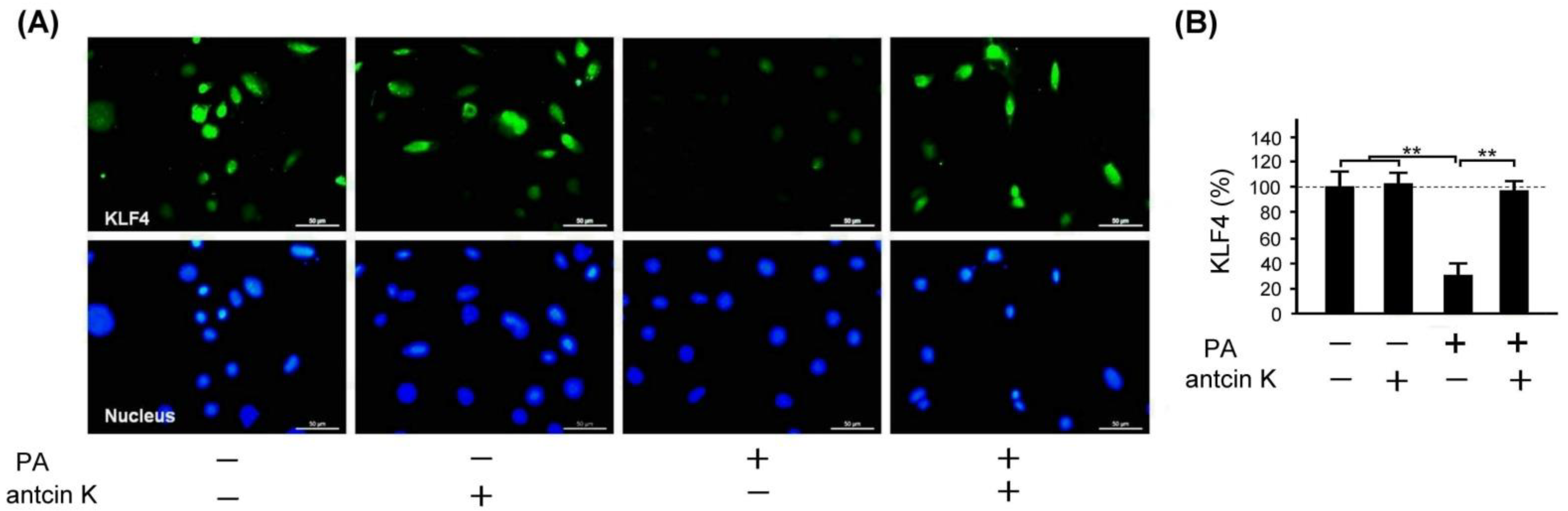 Plants 11 02812 g010 Plants 11 02812 g010