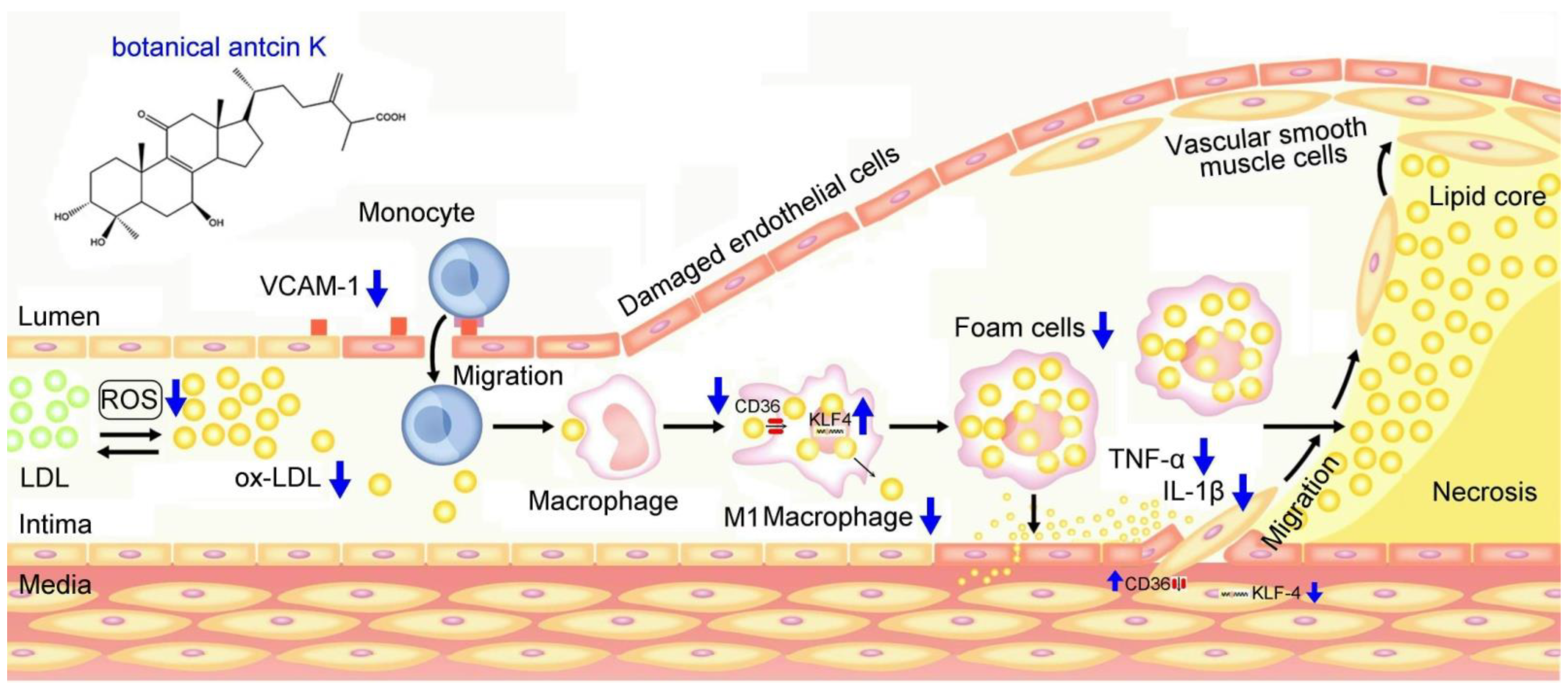 Plants 11 02812 g011 Plants 11 02812 g011