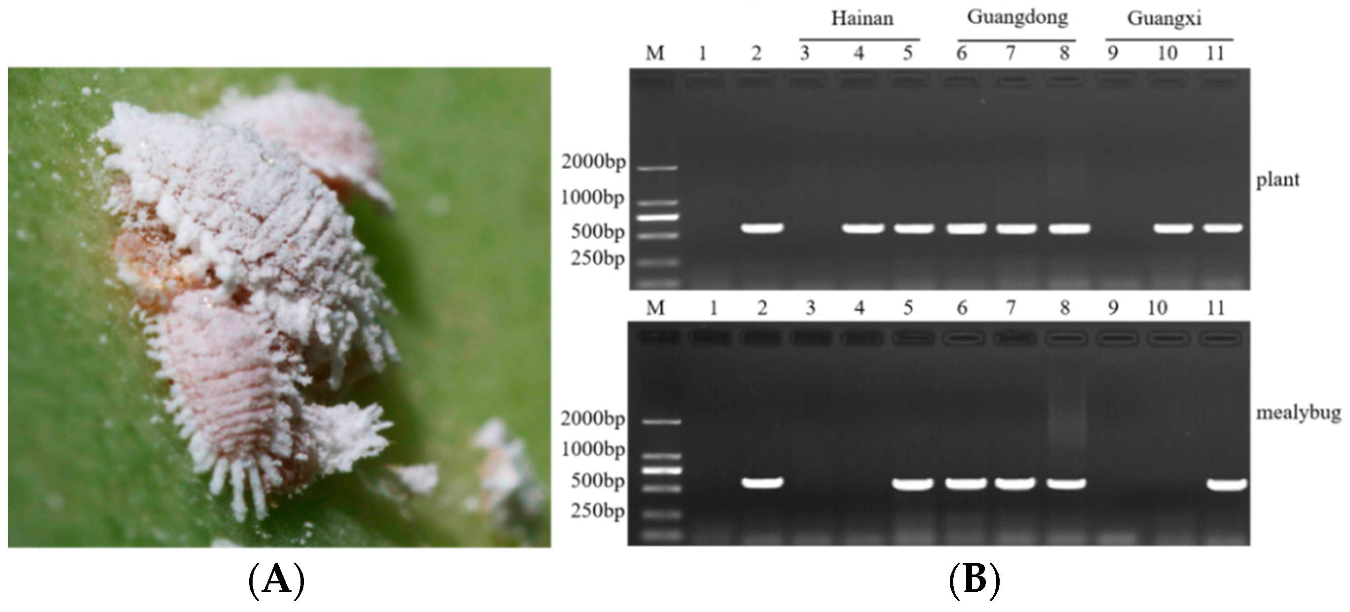 Plants 11 02817 g005