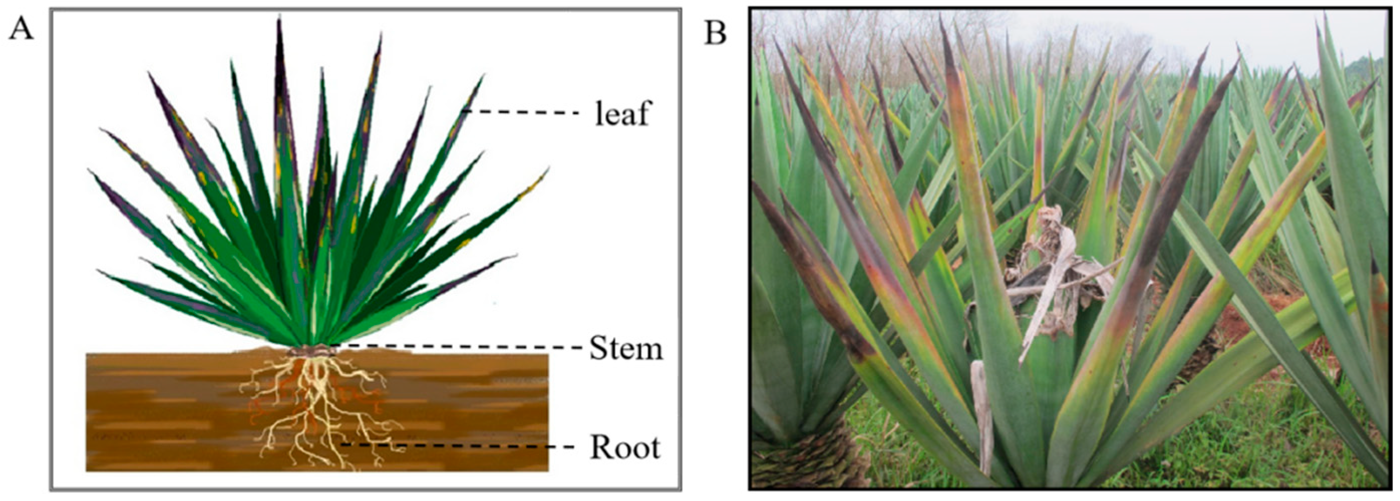Plants 11 02817 g007