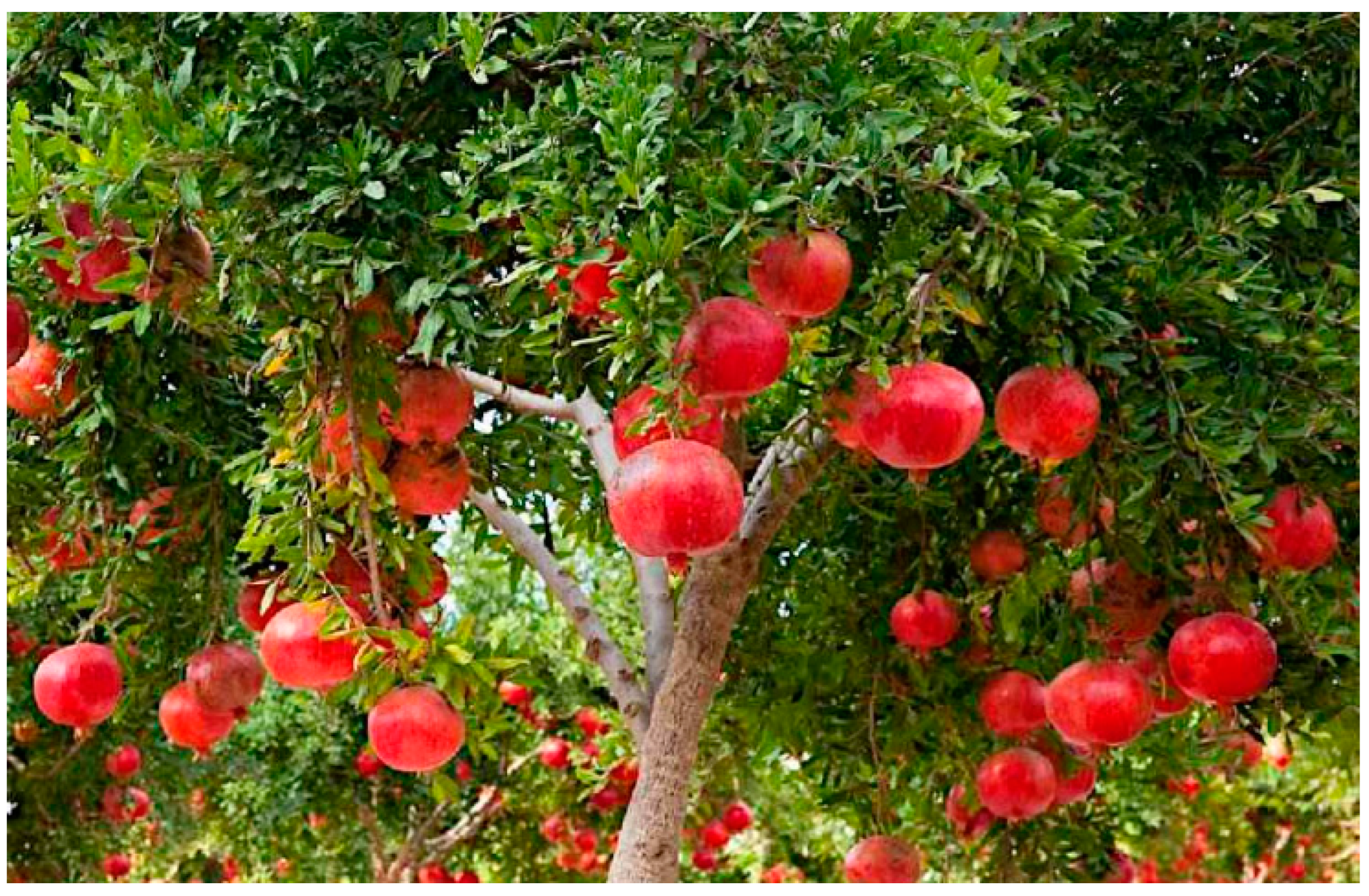 Plants 11 02820 g001 Plants 11 02820 g001