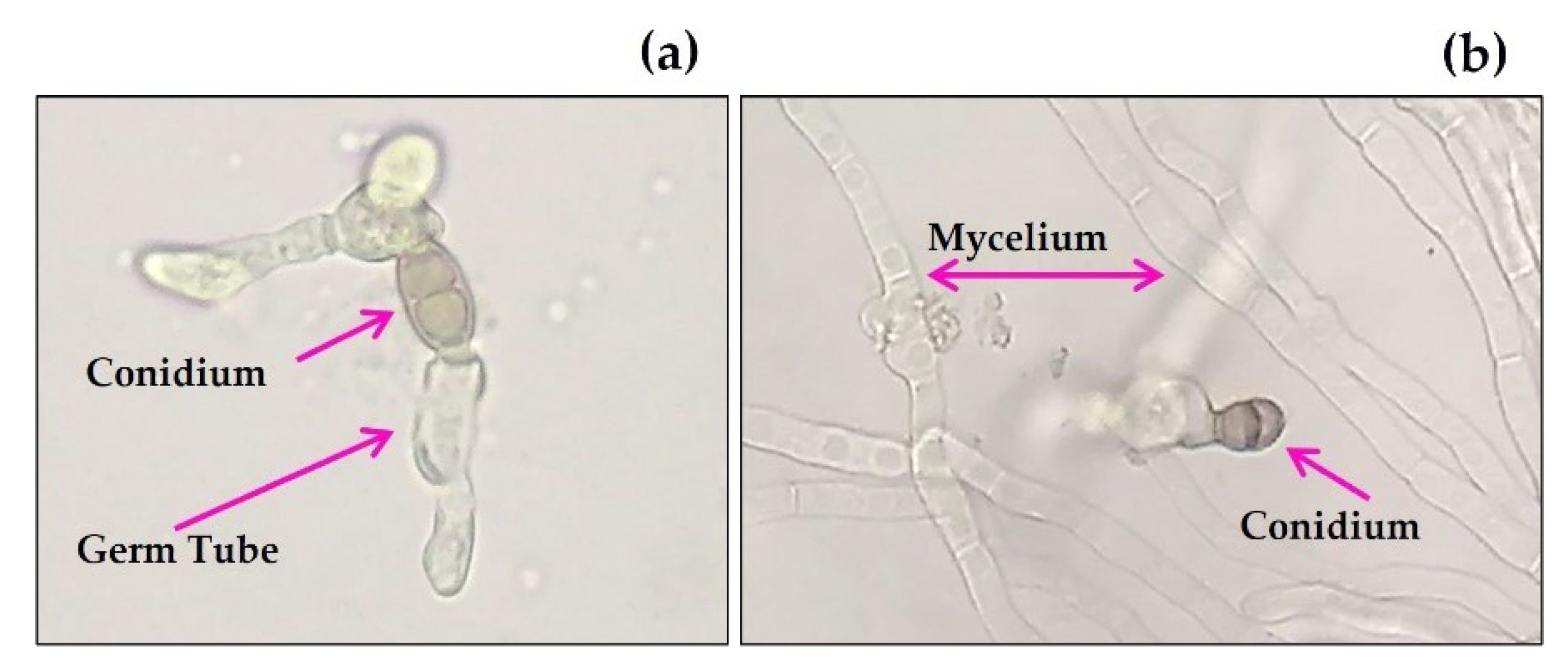 Plants 11 02821 g003