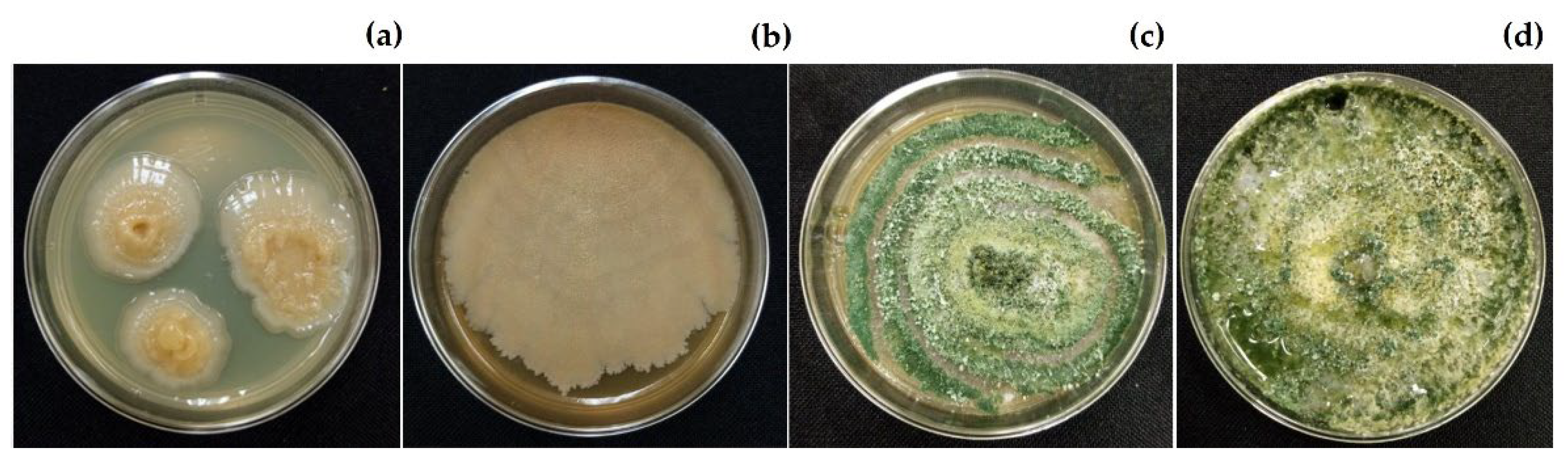 Plants 11 02821 g007