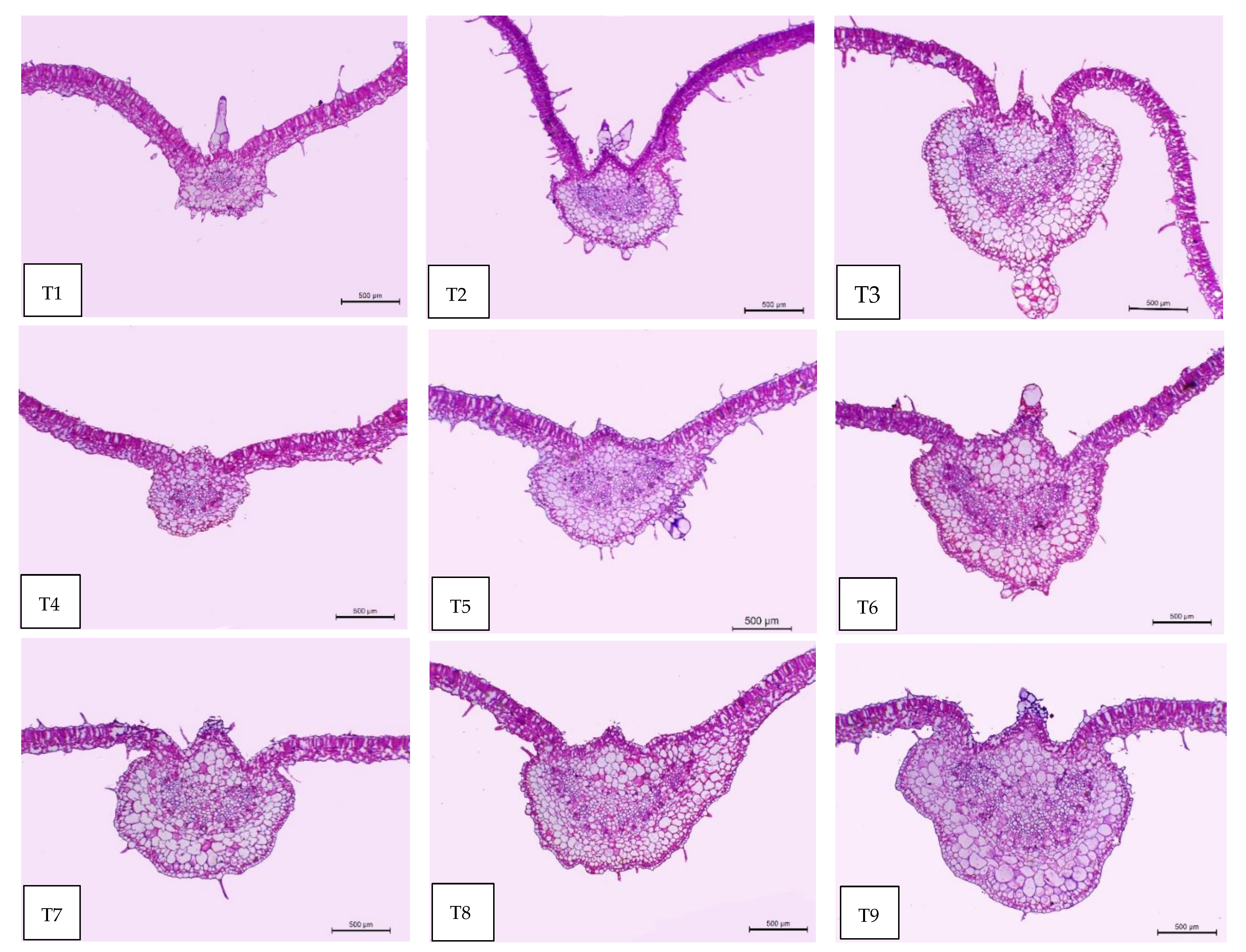 Plants 11 02822 g007