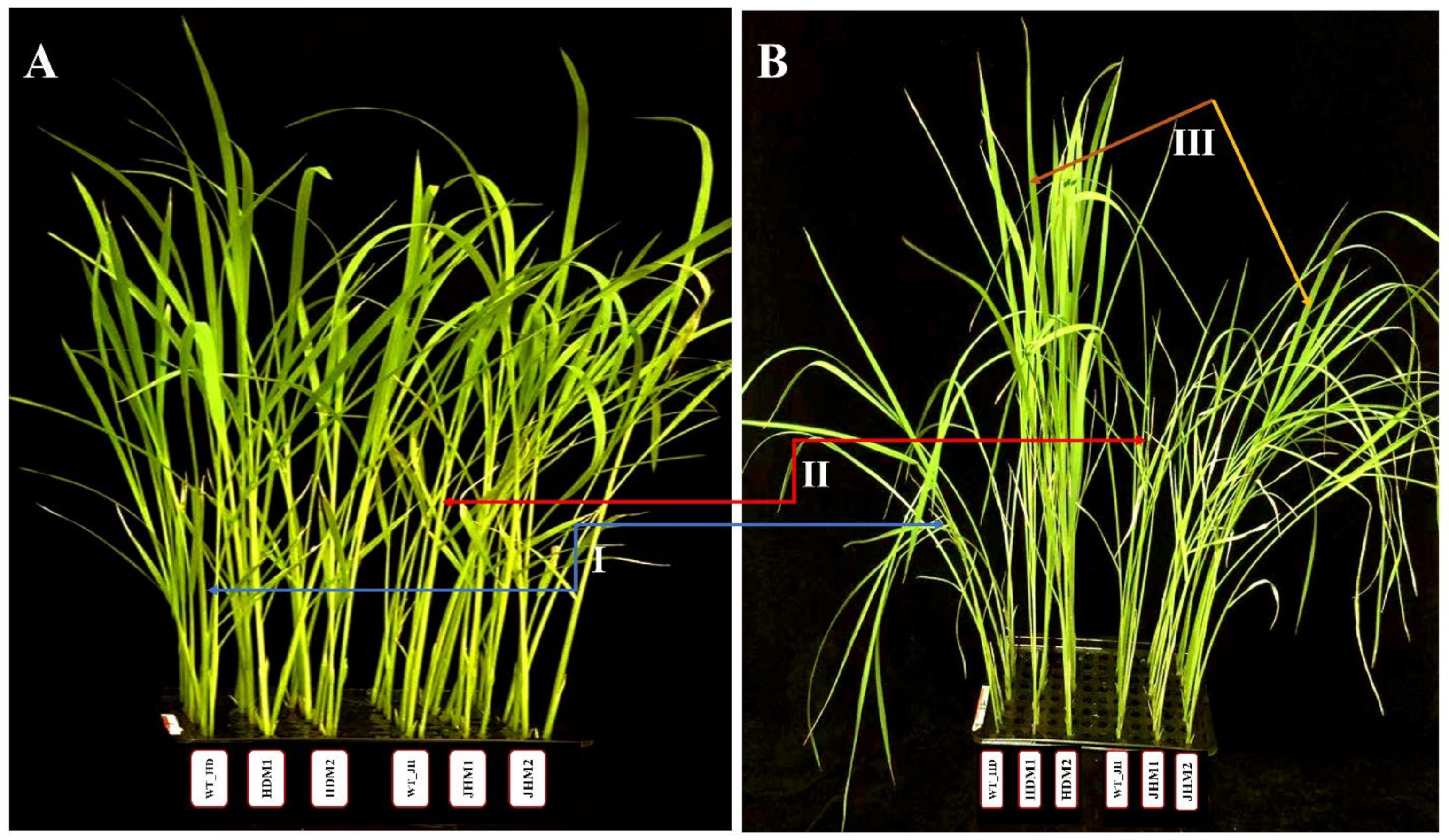 Plants 11 02829 g002