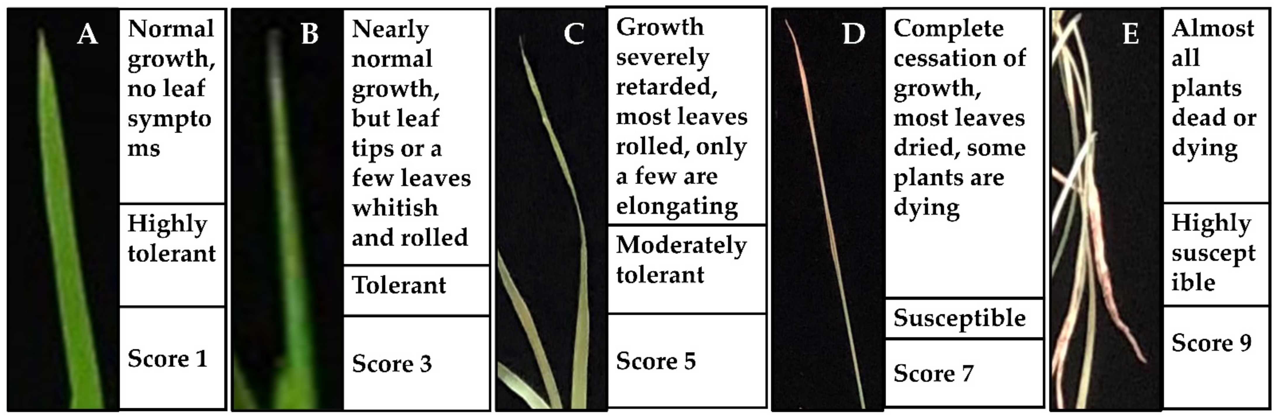 Plants 11 02829 g007