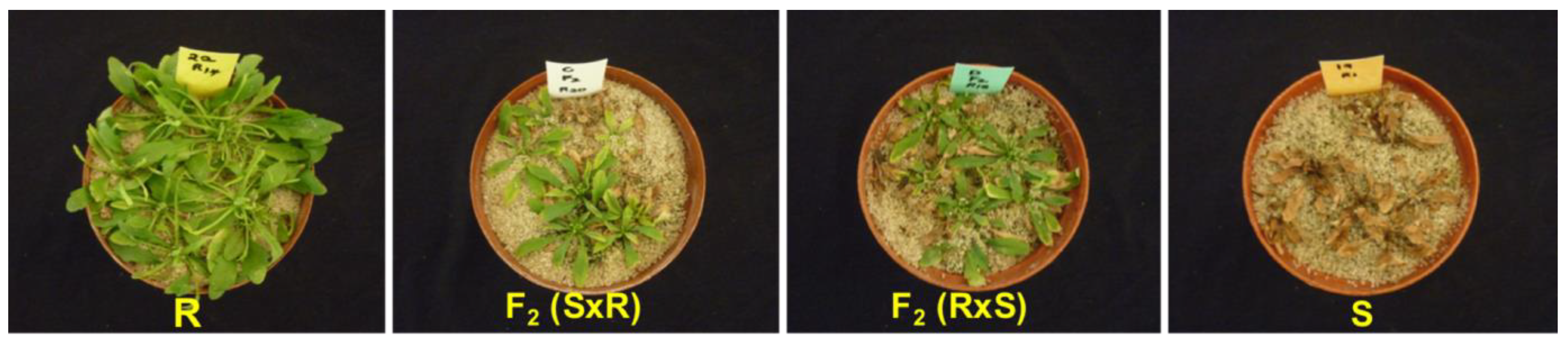 Plants 11 02830 g004