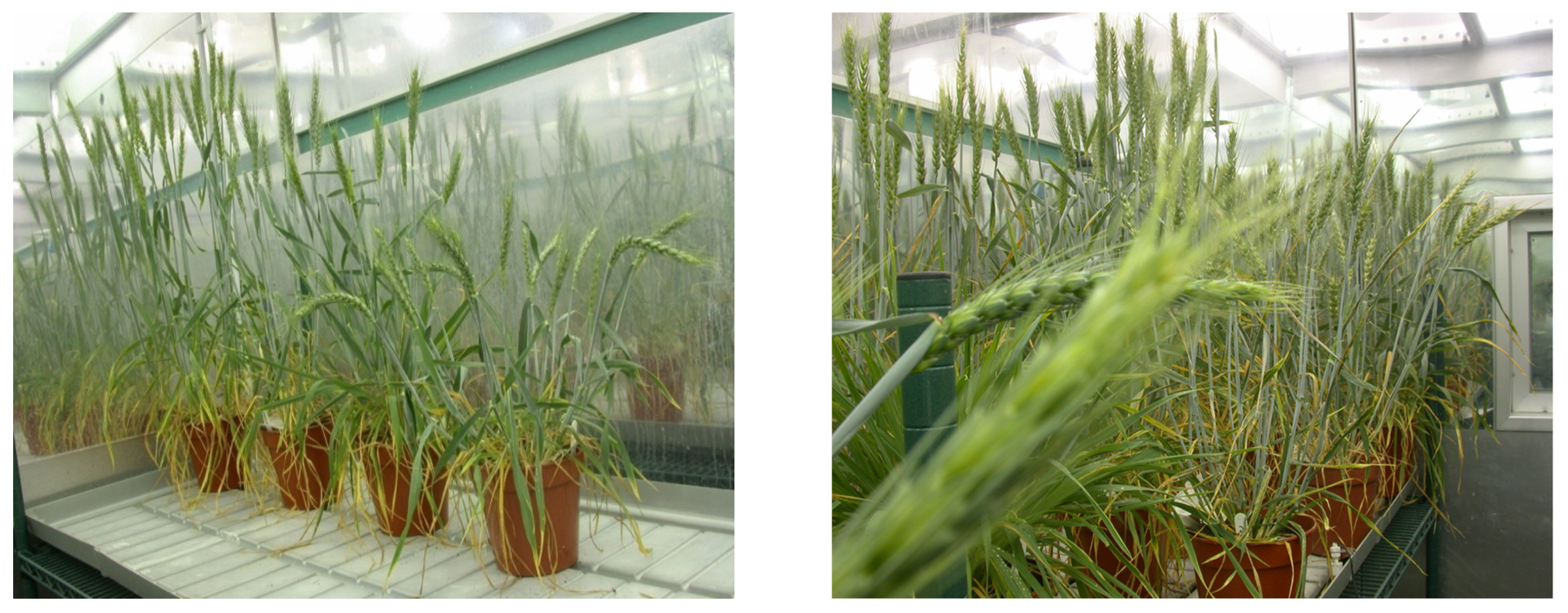 Plants 11 02837 g001 Plants 11 02837 g001