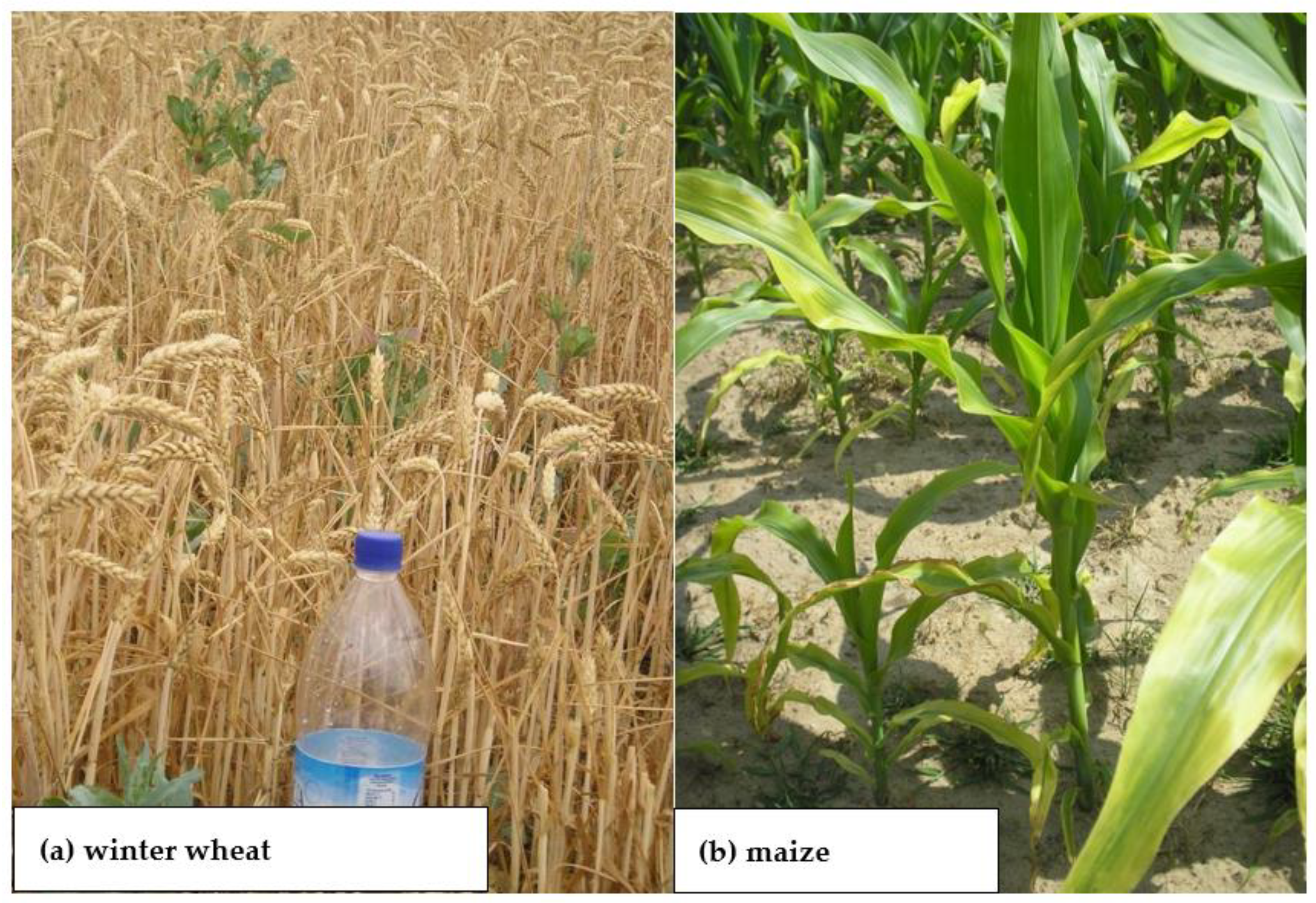 Plants 11 02841 g004