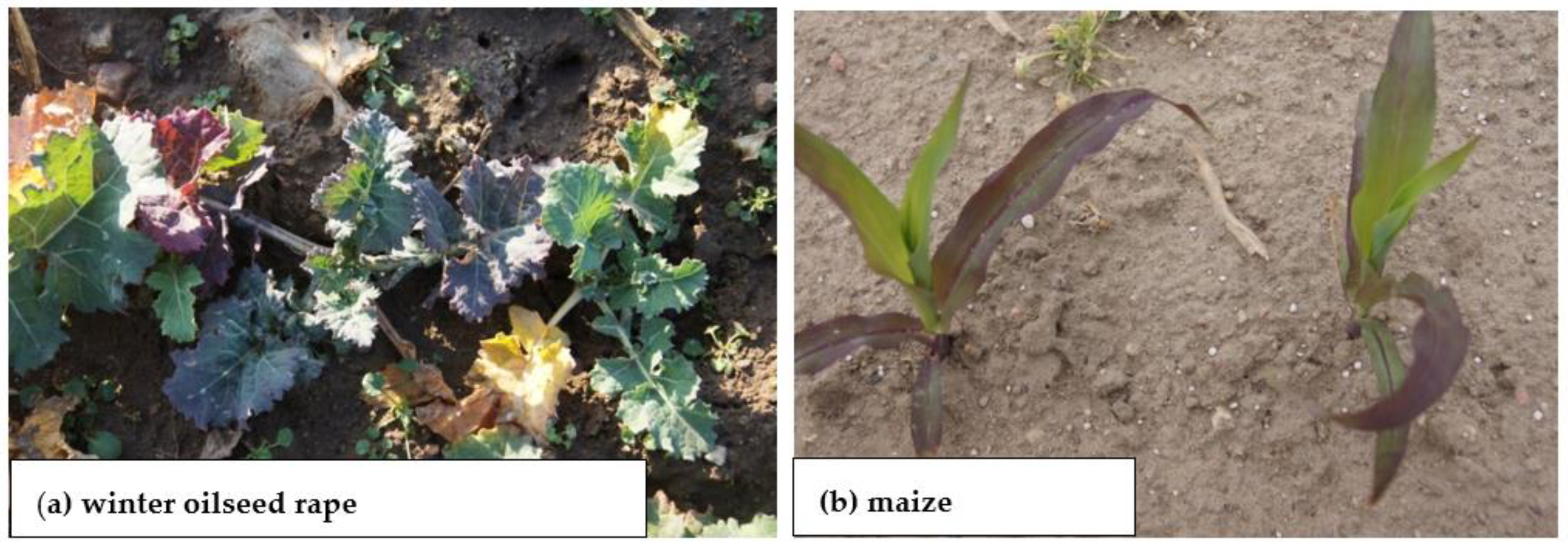 Plants 11 02841 g006