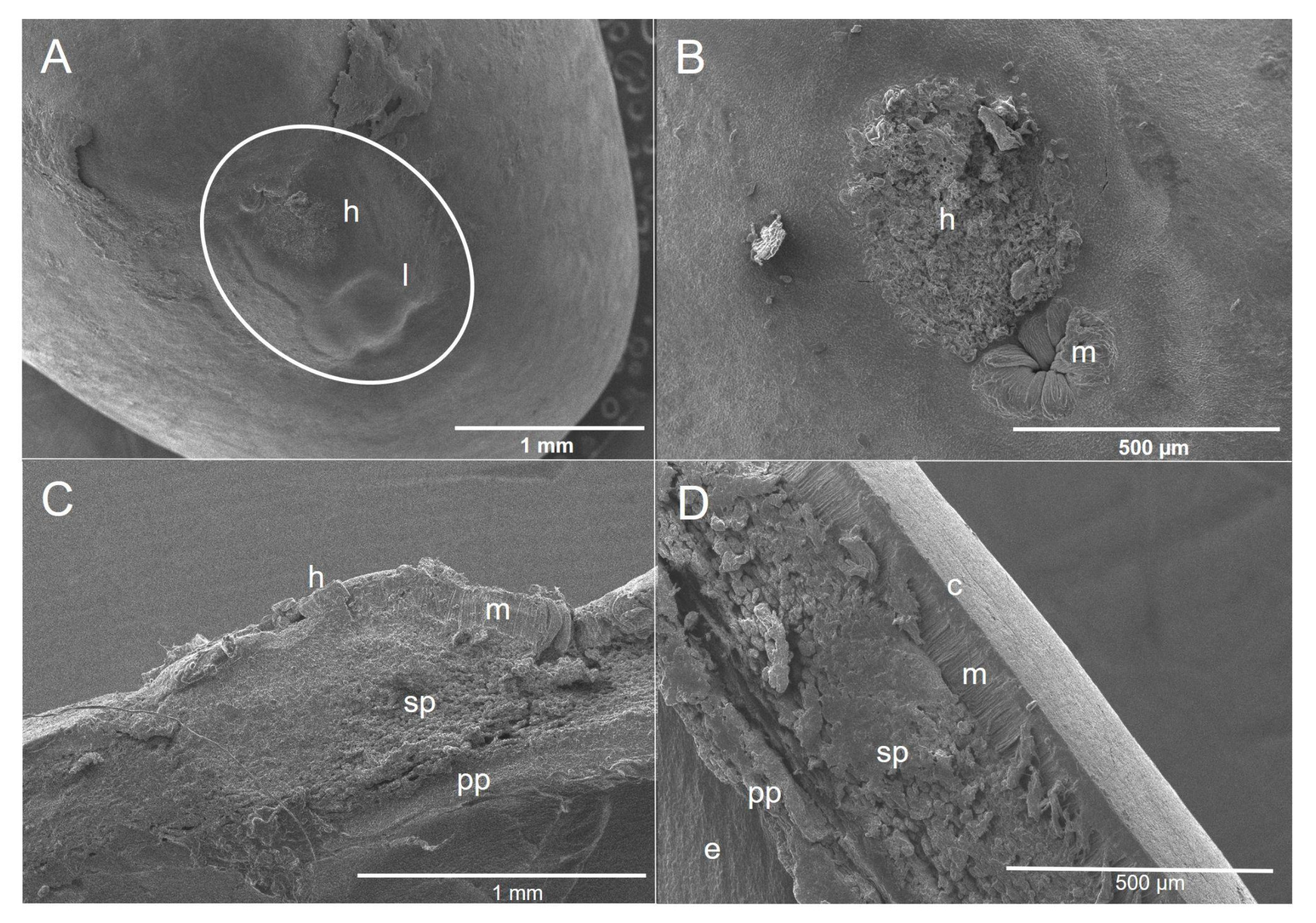 Plants 11 02844 g004