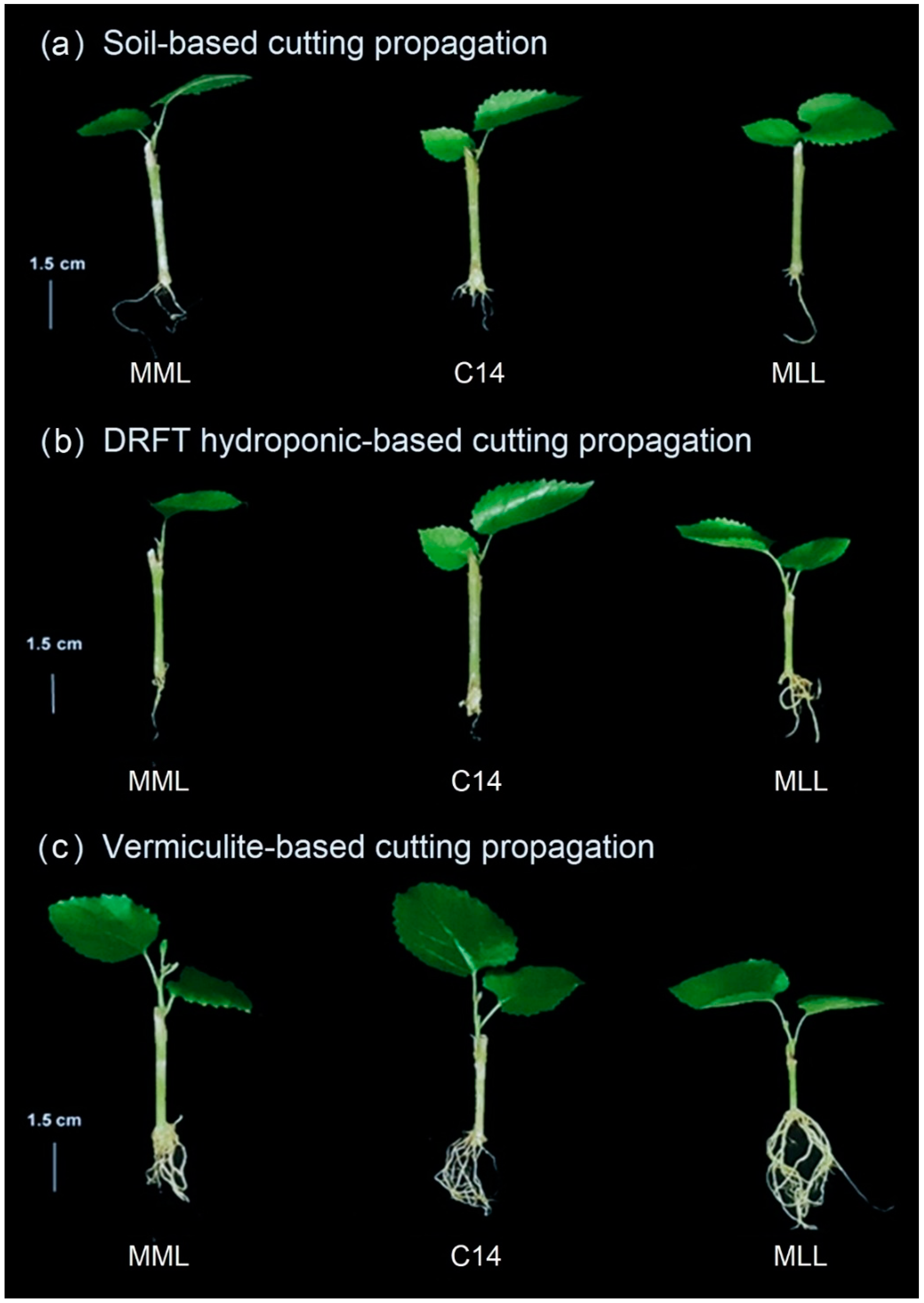 Plants 11 02850 g001