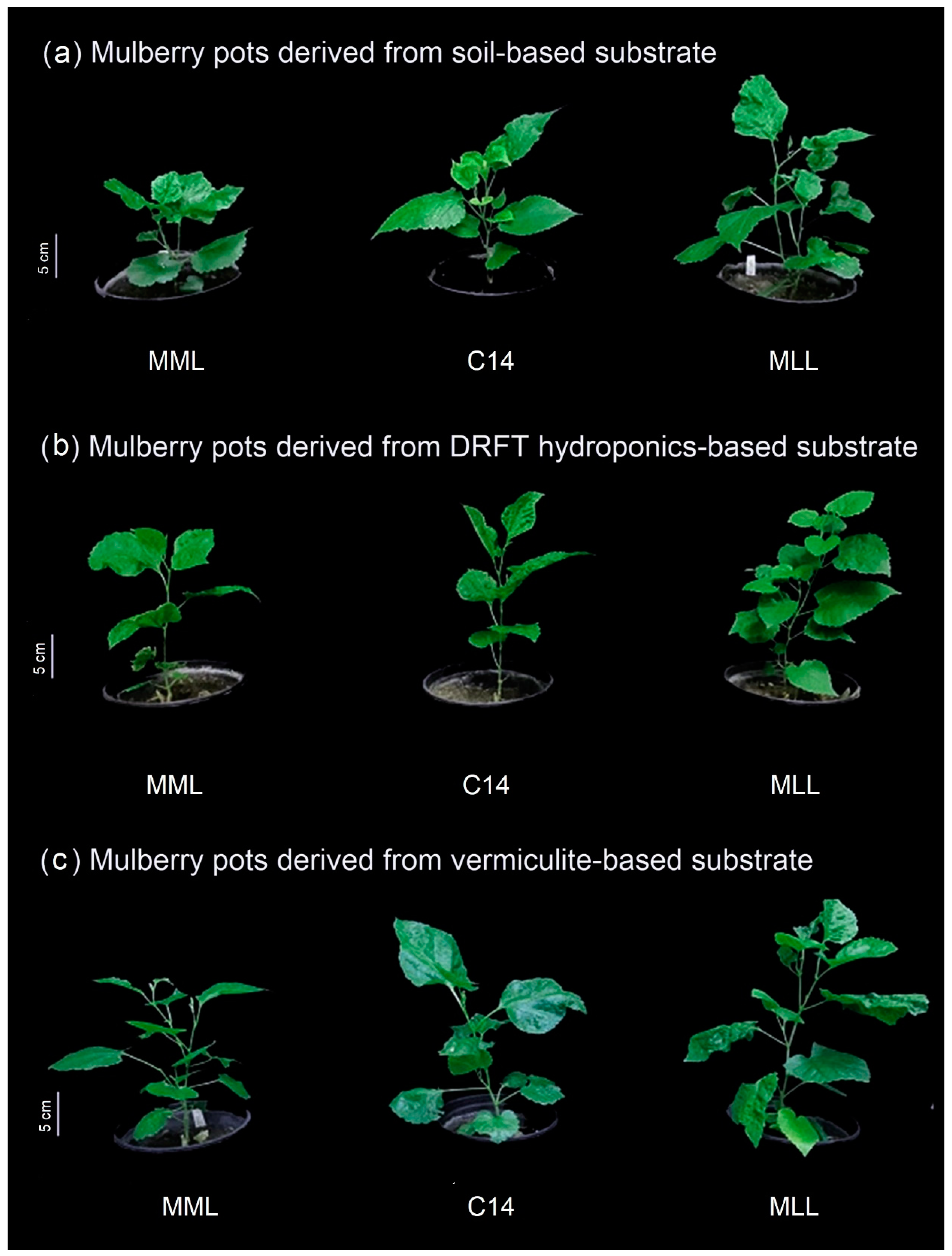 Plants 11 02850 g002