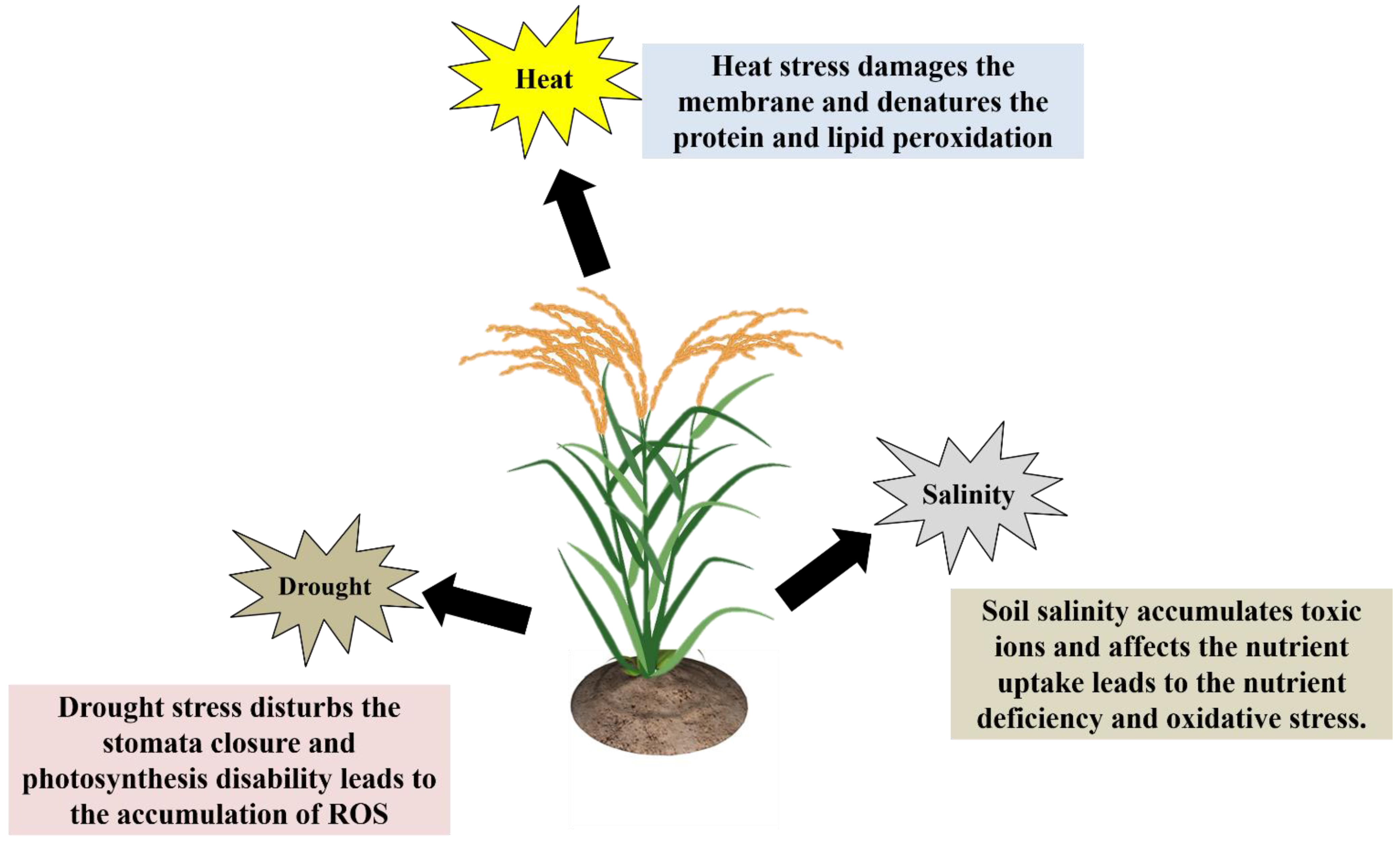 Plants 11 02852 g002