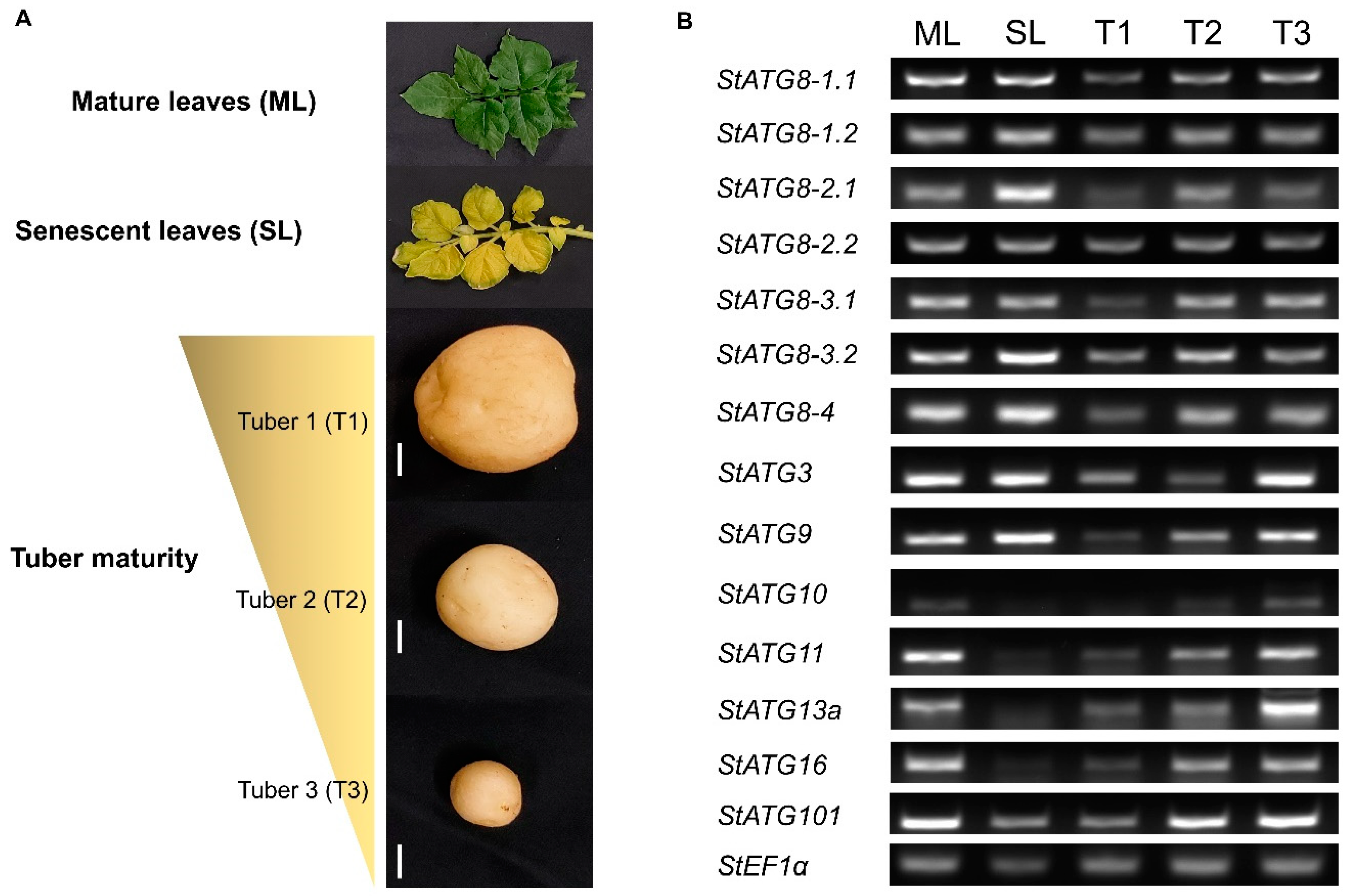 Plants 11 02858 g003