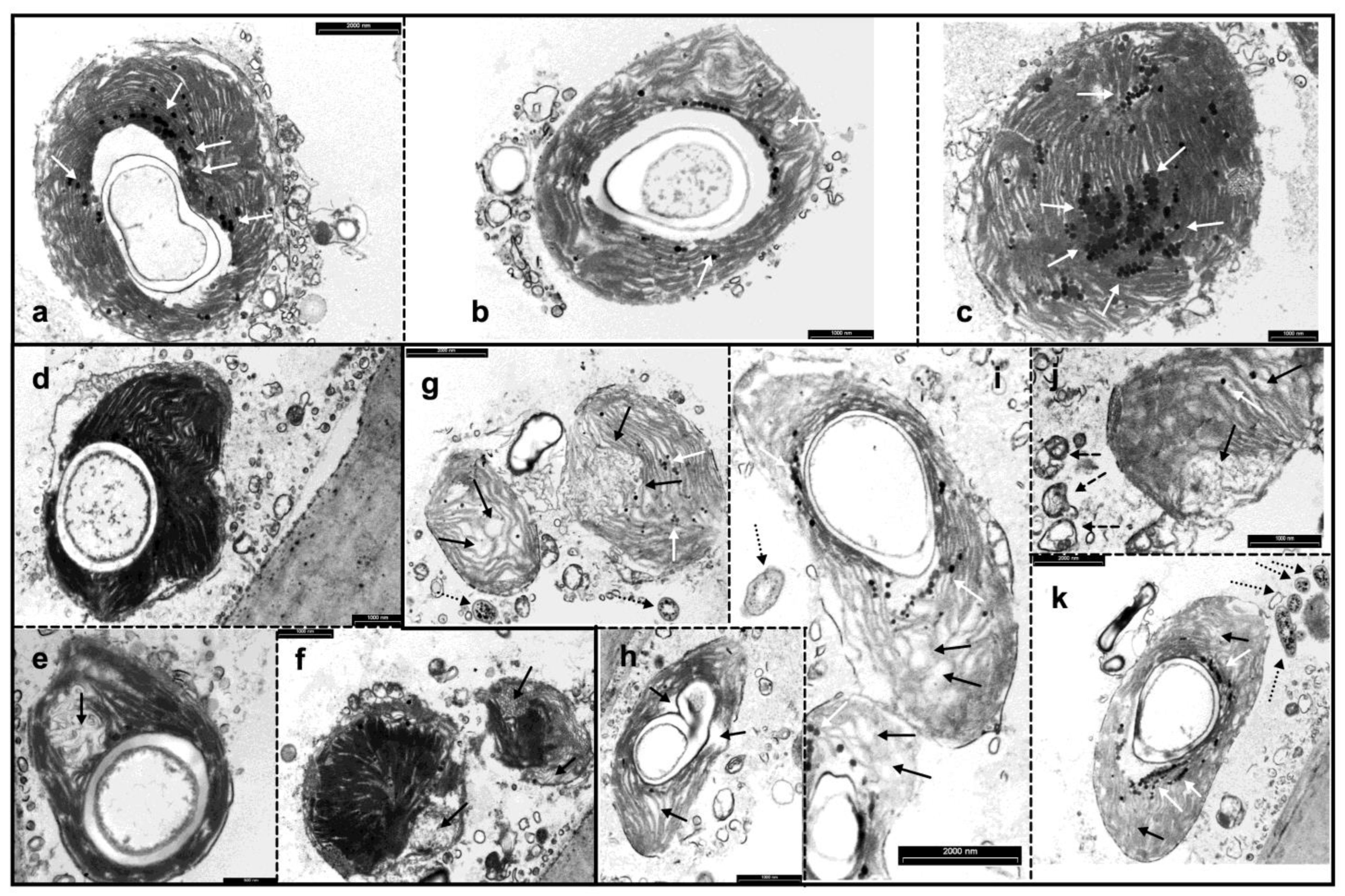 Plants 11 02868 g003 Plants 11 02868 g003