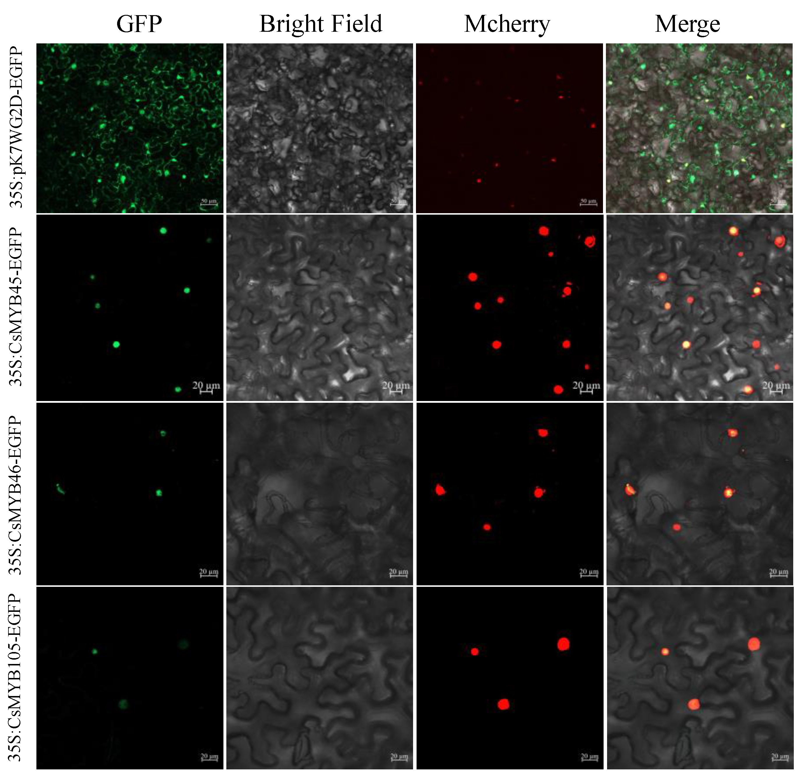 Plants 11 02869 g003 Plants 11 02869 g003