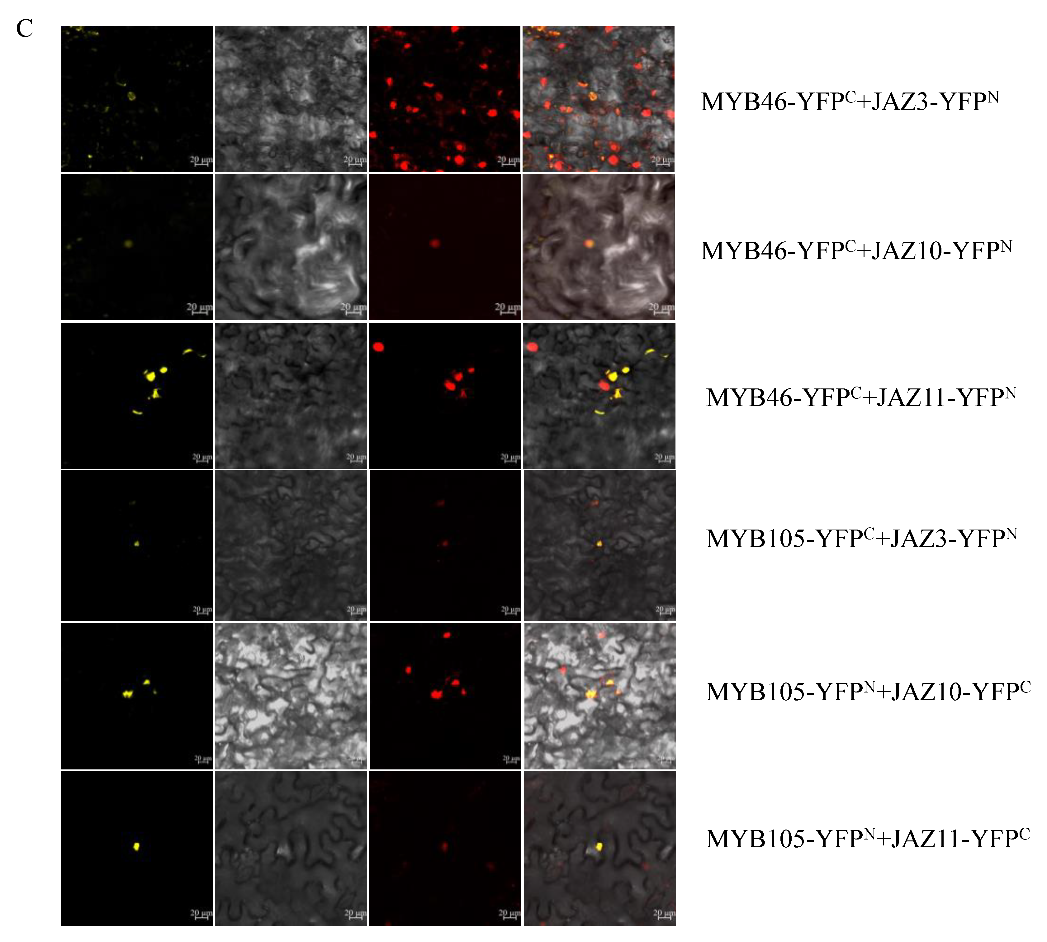 Plants 11 02869 g006b Plants 11 02869 g006b