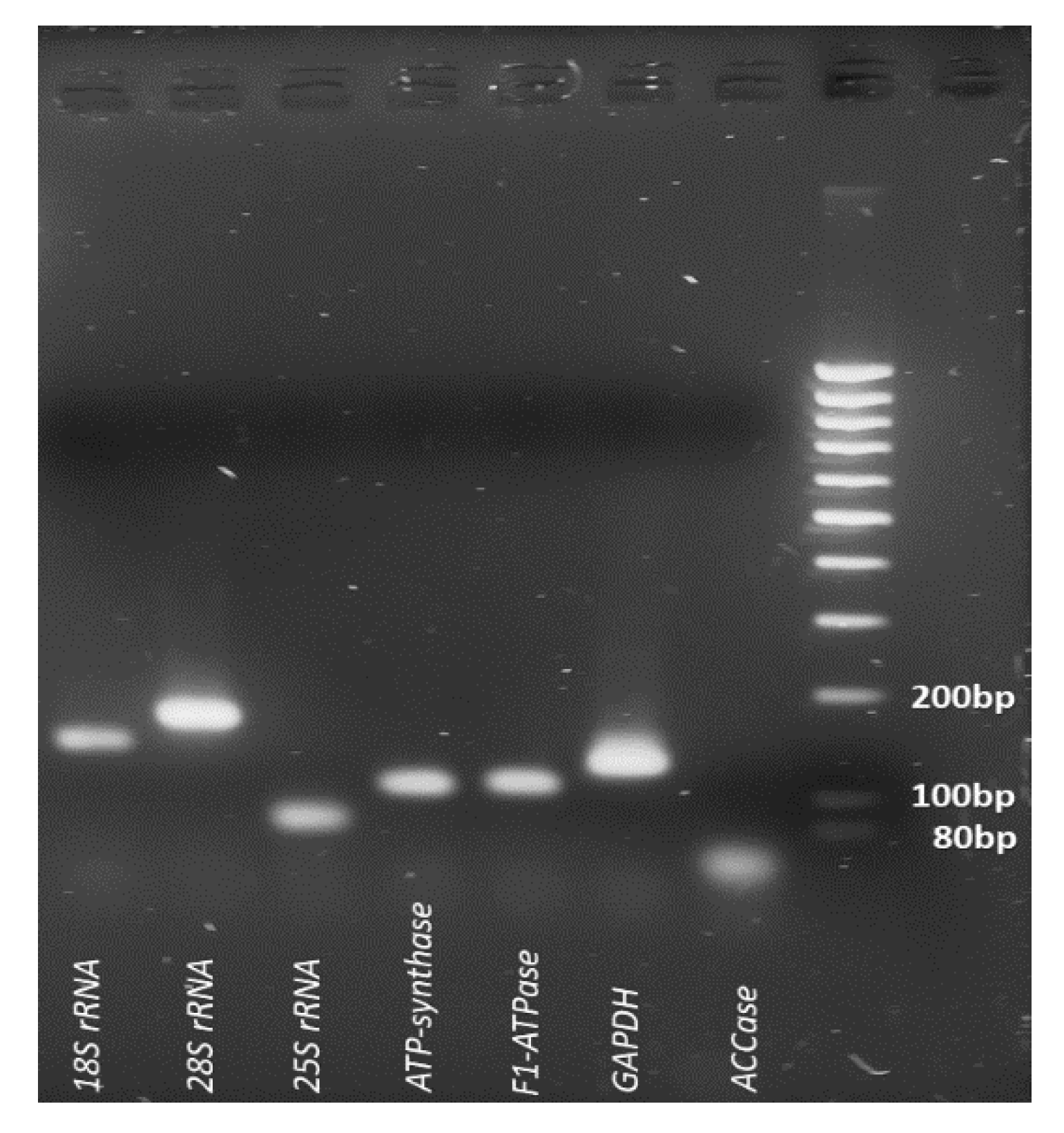 Plants 11 02878 g002 Plants 11 02878 g002