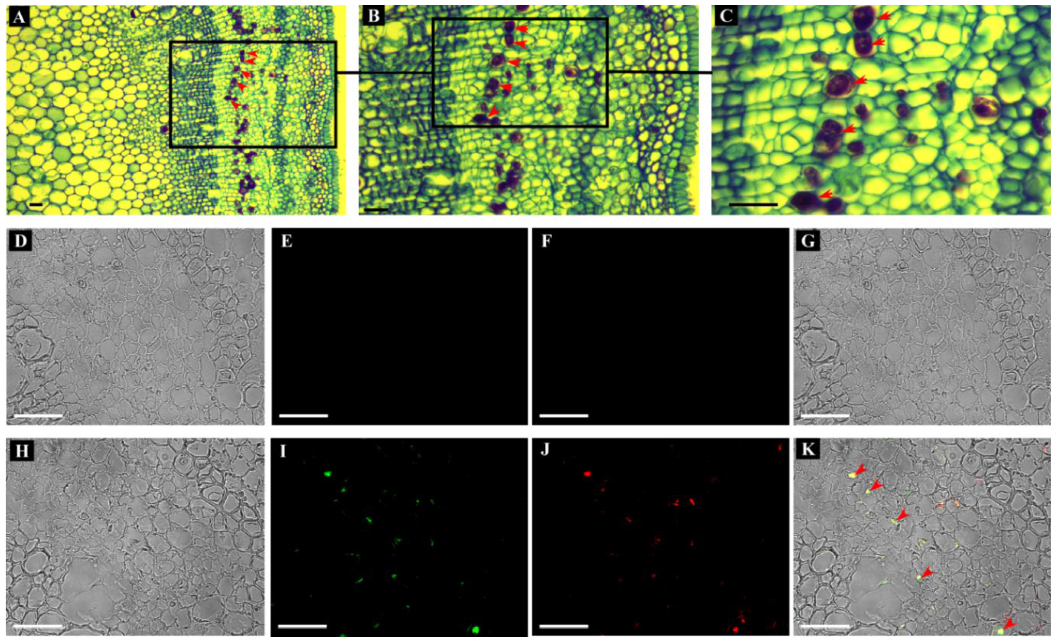 Plants 11 02879 g003