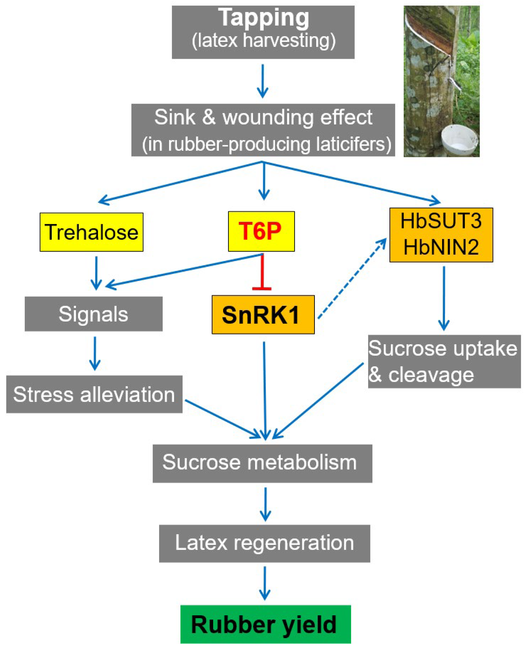 Plants 11 02879 g007