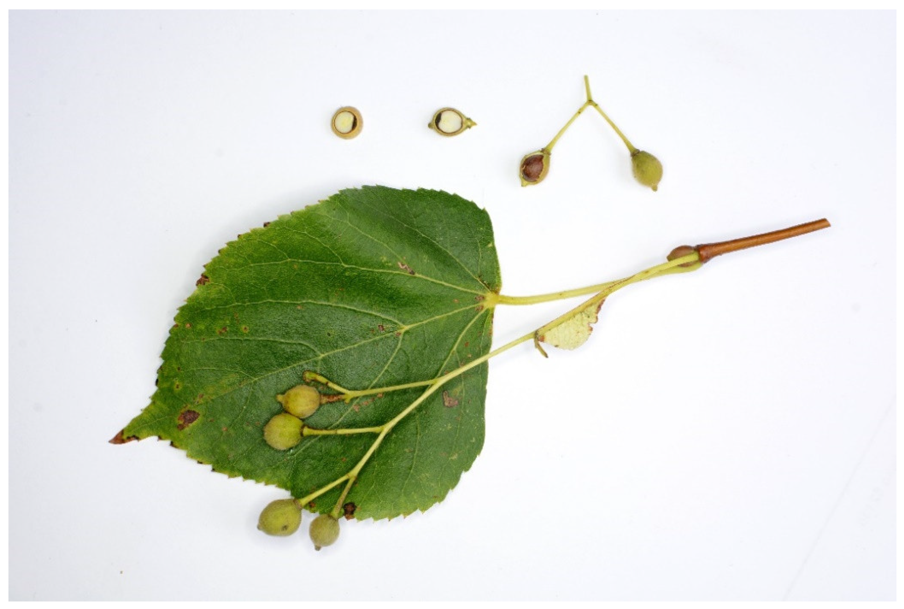 Plants 11 02880 g003