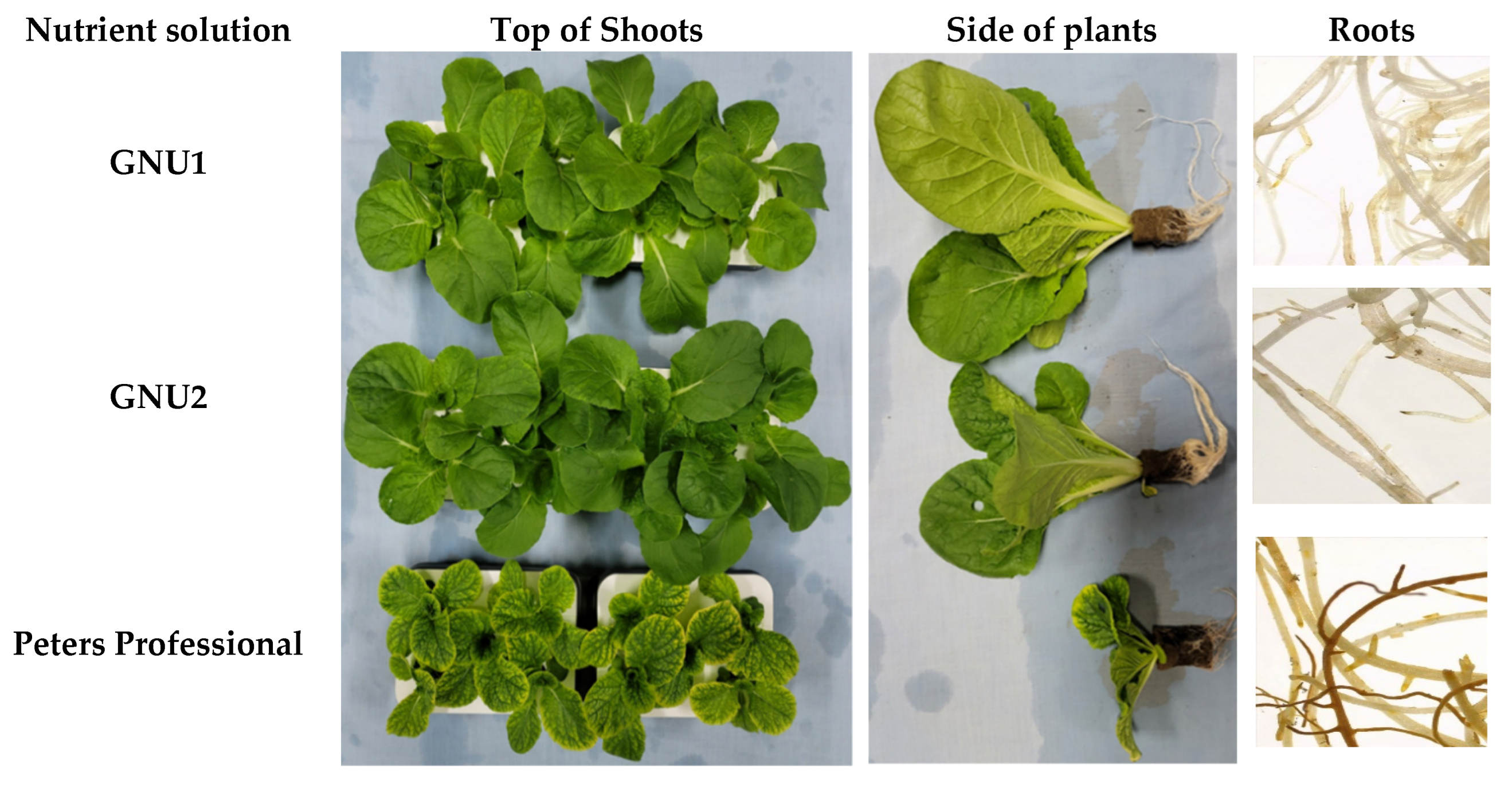 Plants 11 02882 g002