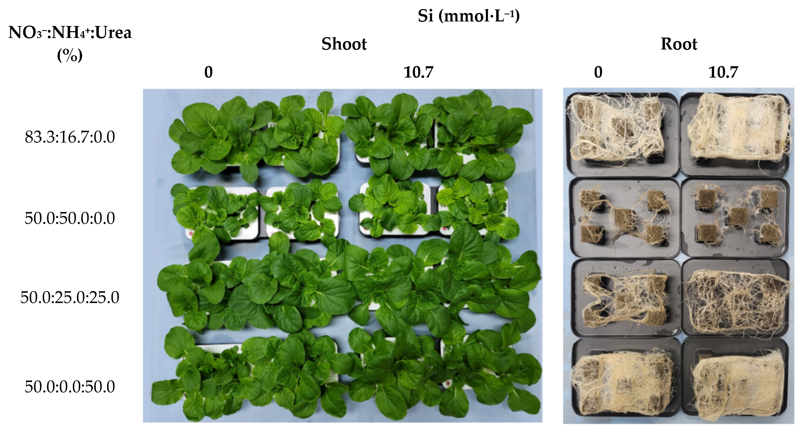 Plants 11 02882 g010