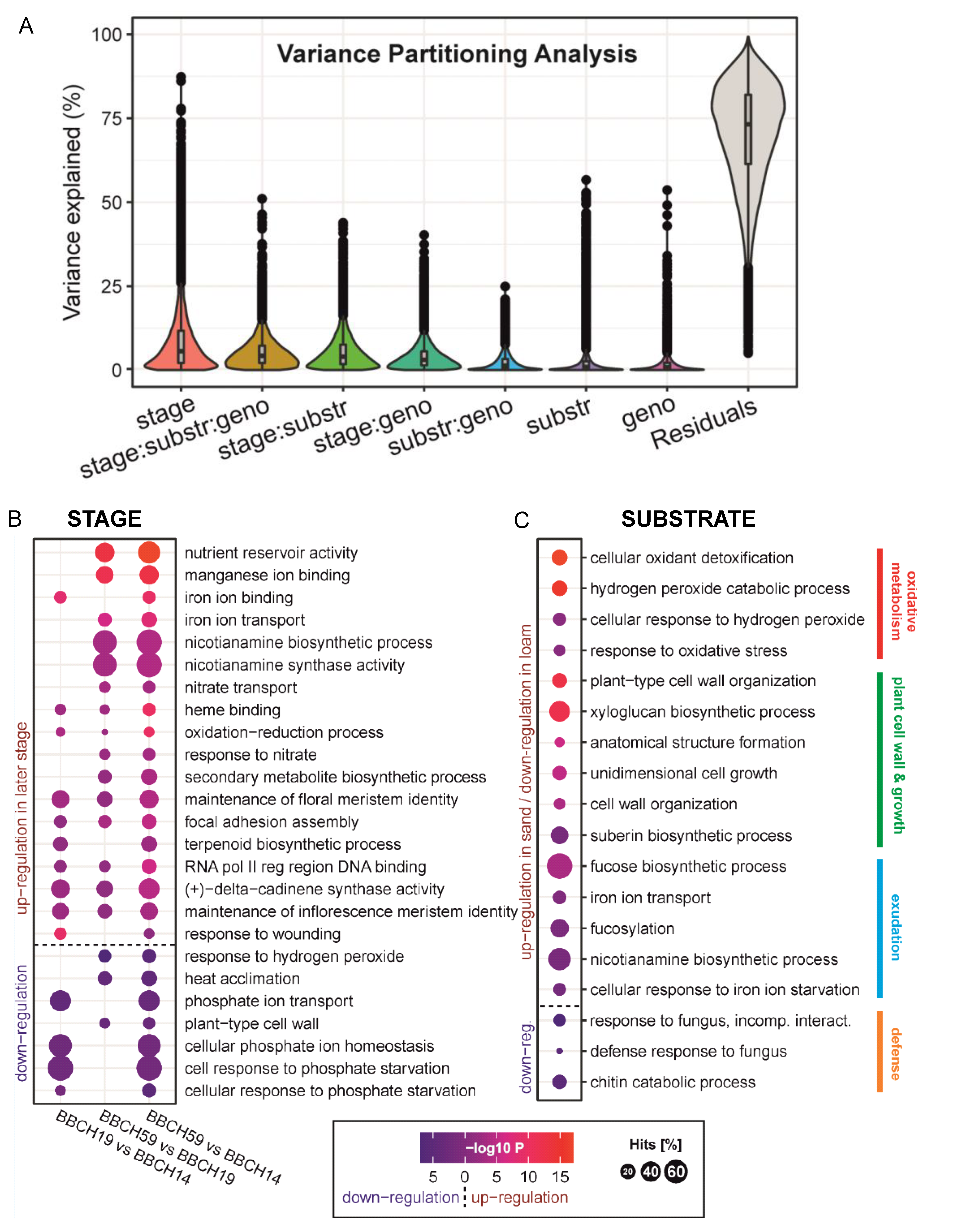 Plants 11 02883 g006