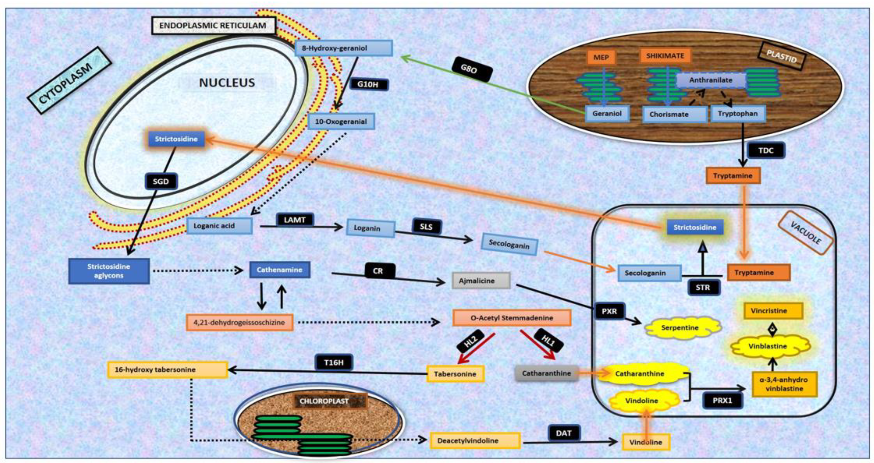 Plants 11 02885 g001