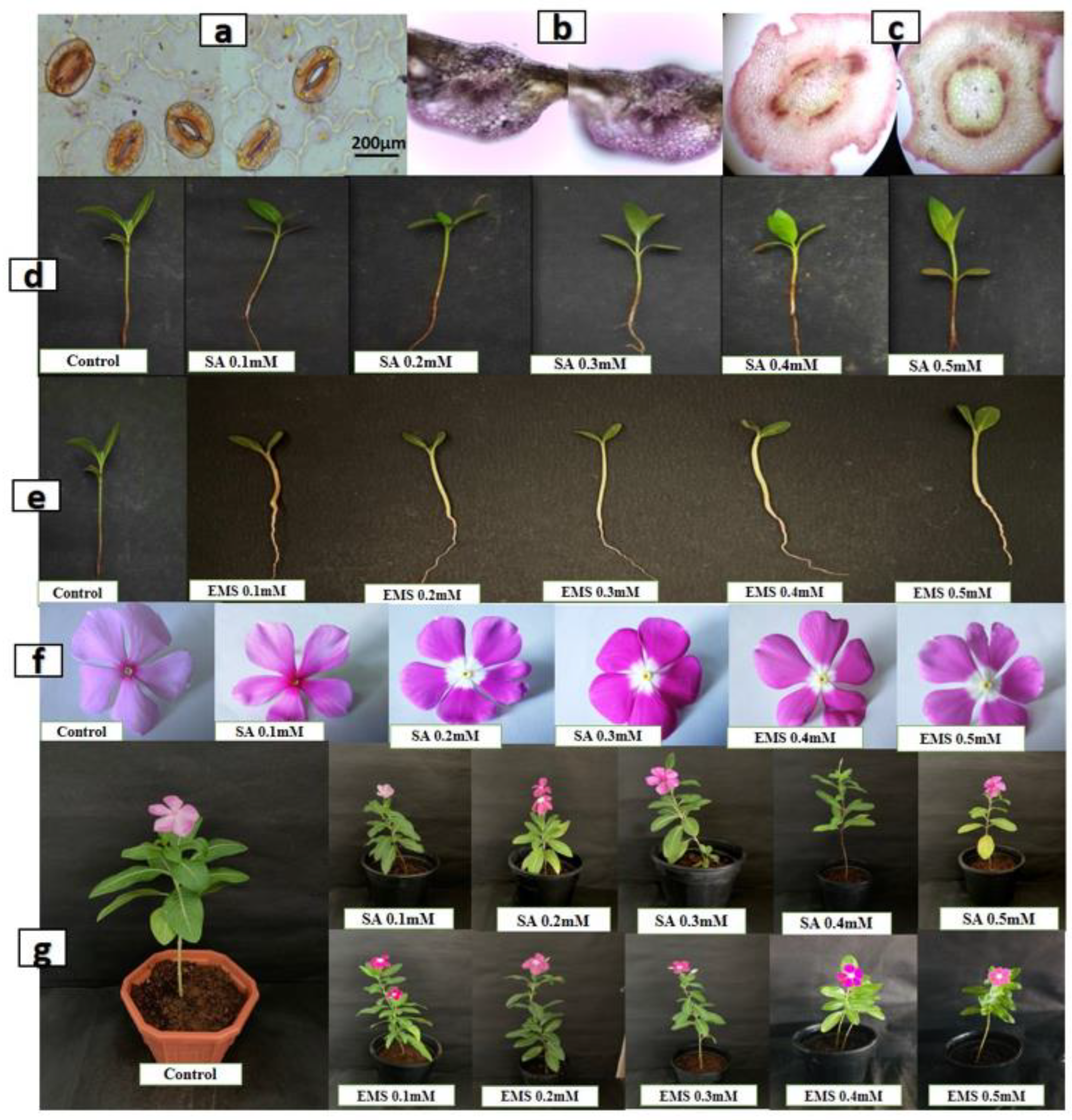 Plants 11 02885 g002