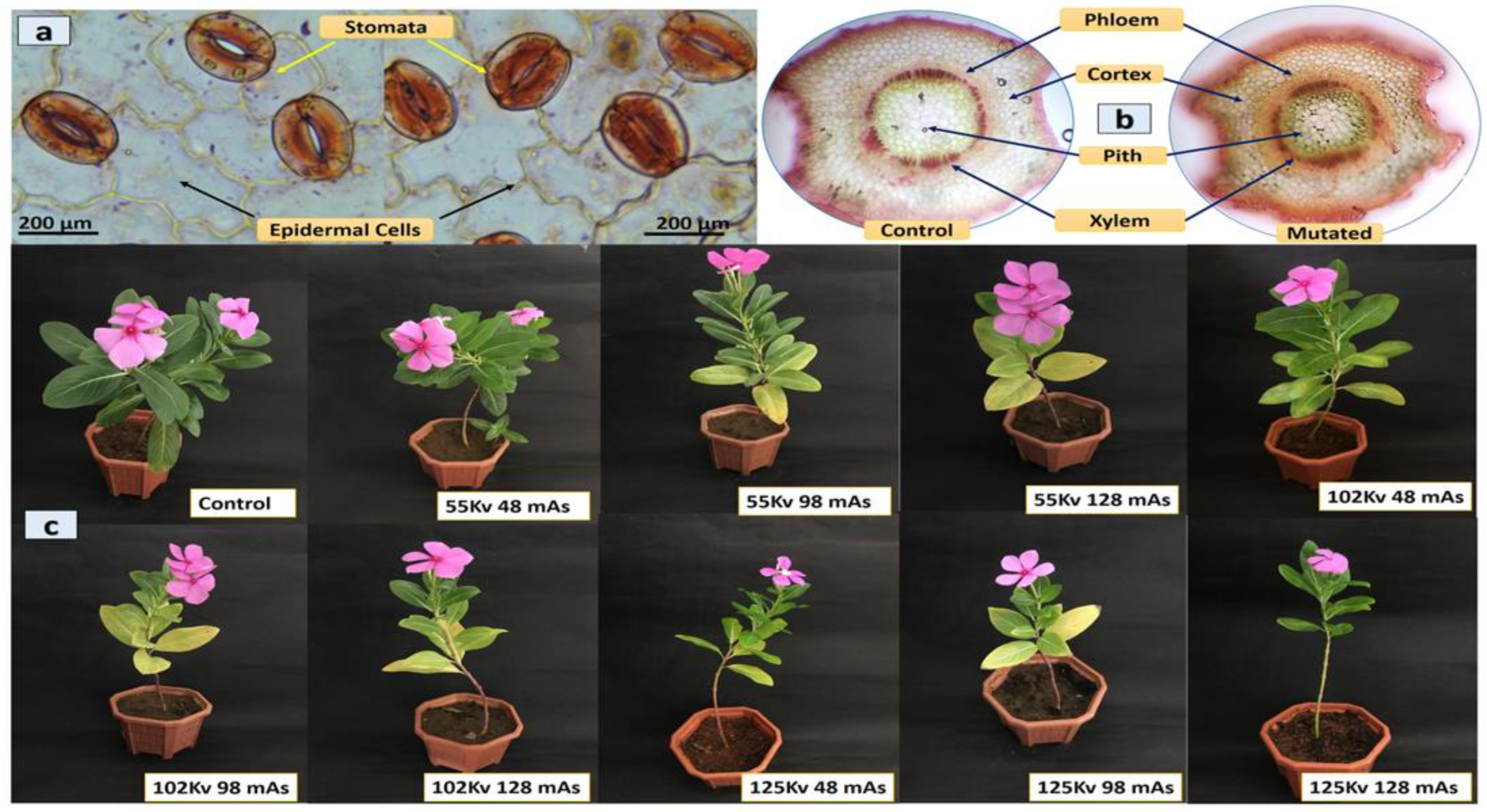 Plants 11 02885 g003