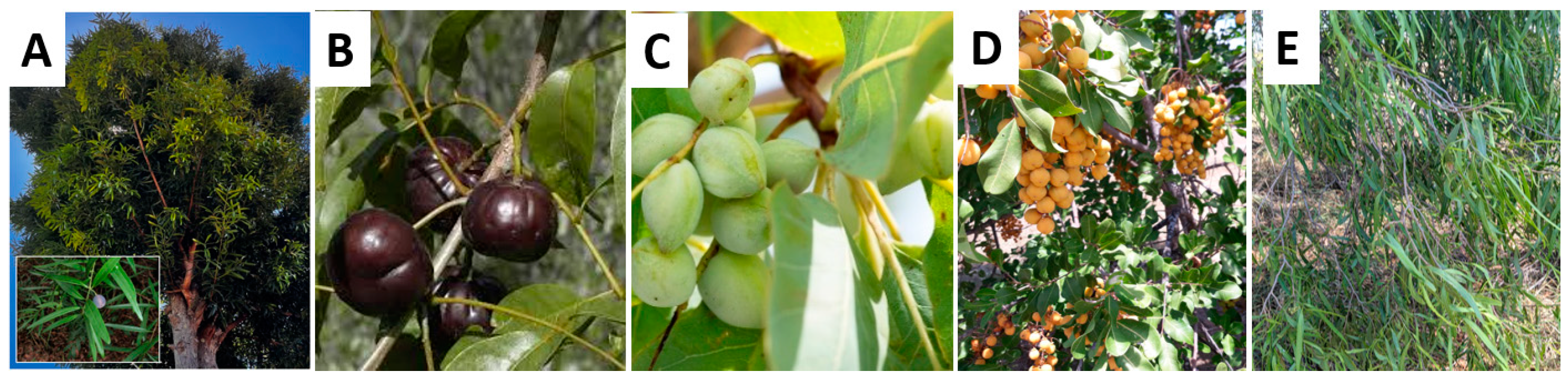 Plants 11 02886 g012 Plants 11 02886 g012