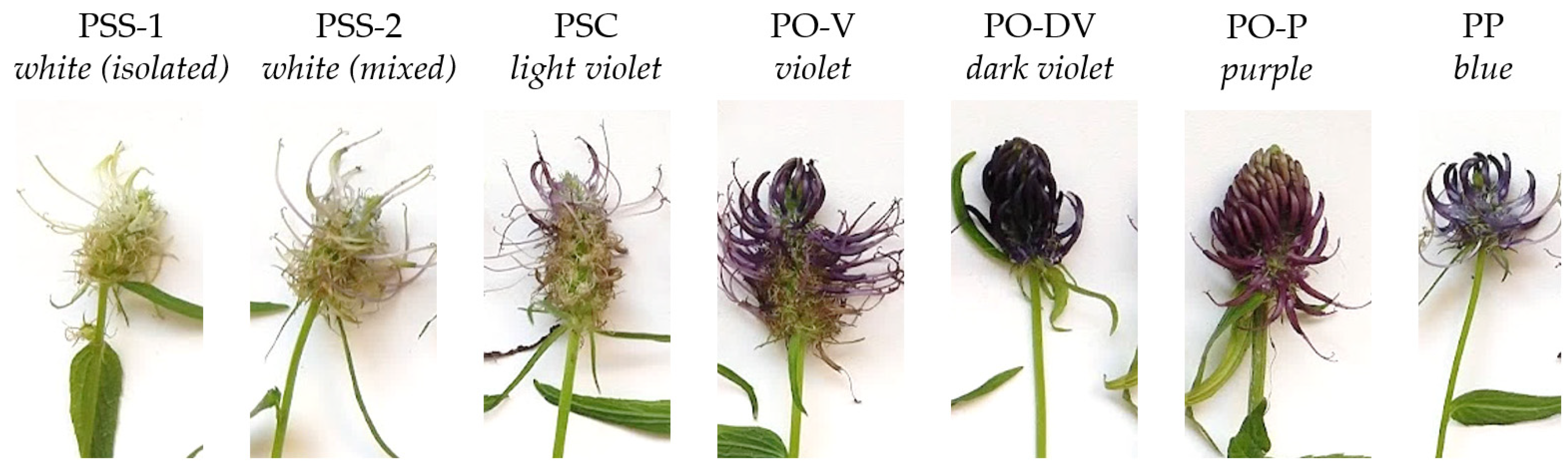 Plants 11 02894 g001